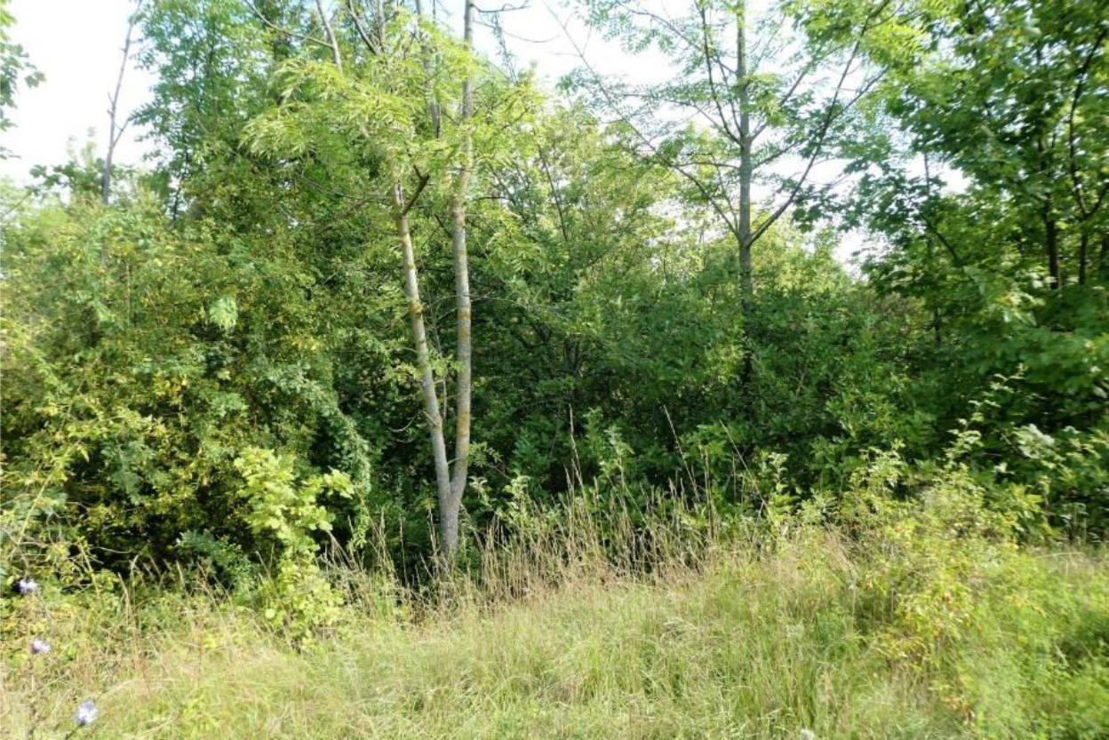 unbebautes Grundstück in Unter dem Berge, 99097 Erfurt, Windischholzhausen - Bild 2