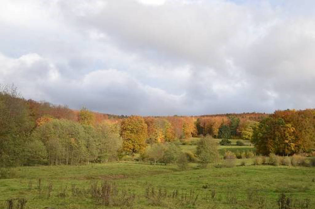 unbebautes Grundstück in Außenbereich, 98596 Brotterode-Trusetal OT Trusetal - Bild 5