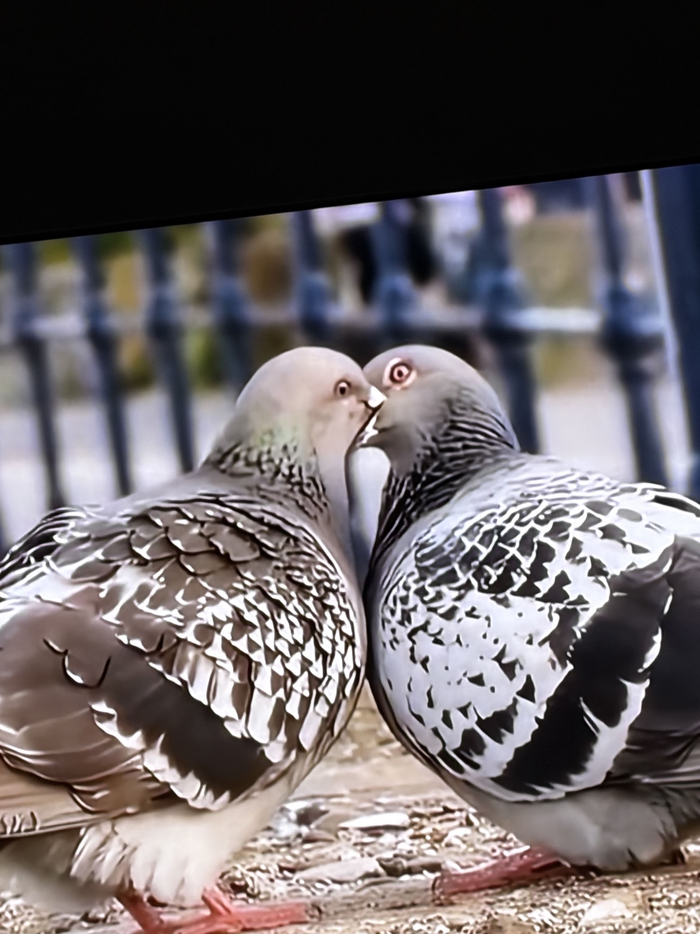 Pigeons Voyageurs