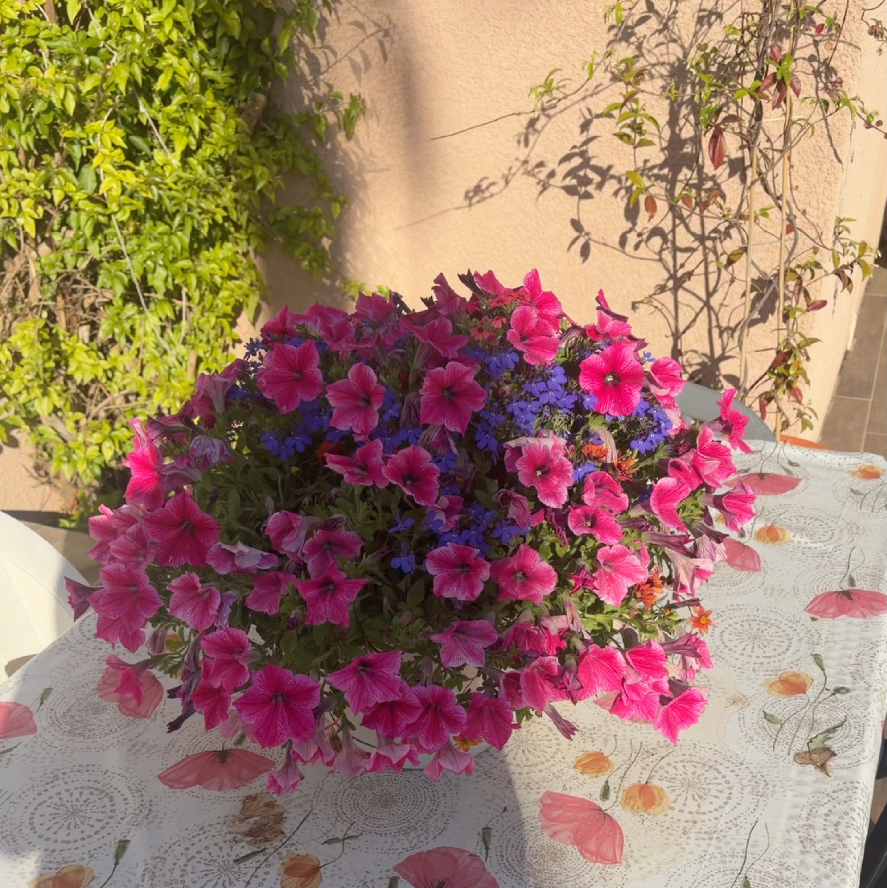 Potée de fleurs roses et mauves