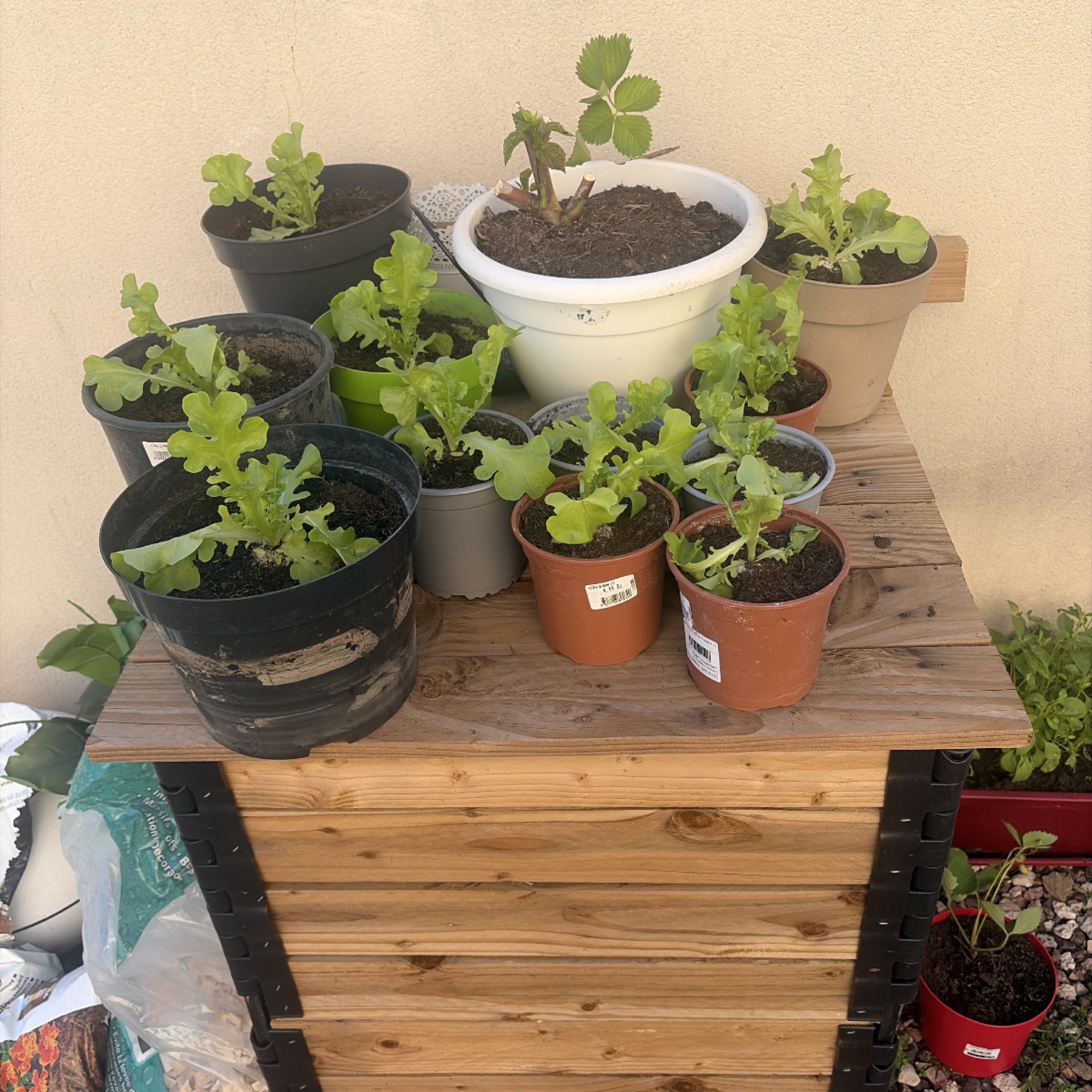 Jeunes plants de salade et fraisier