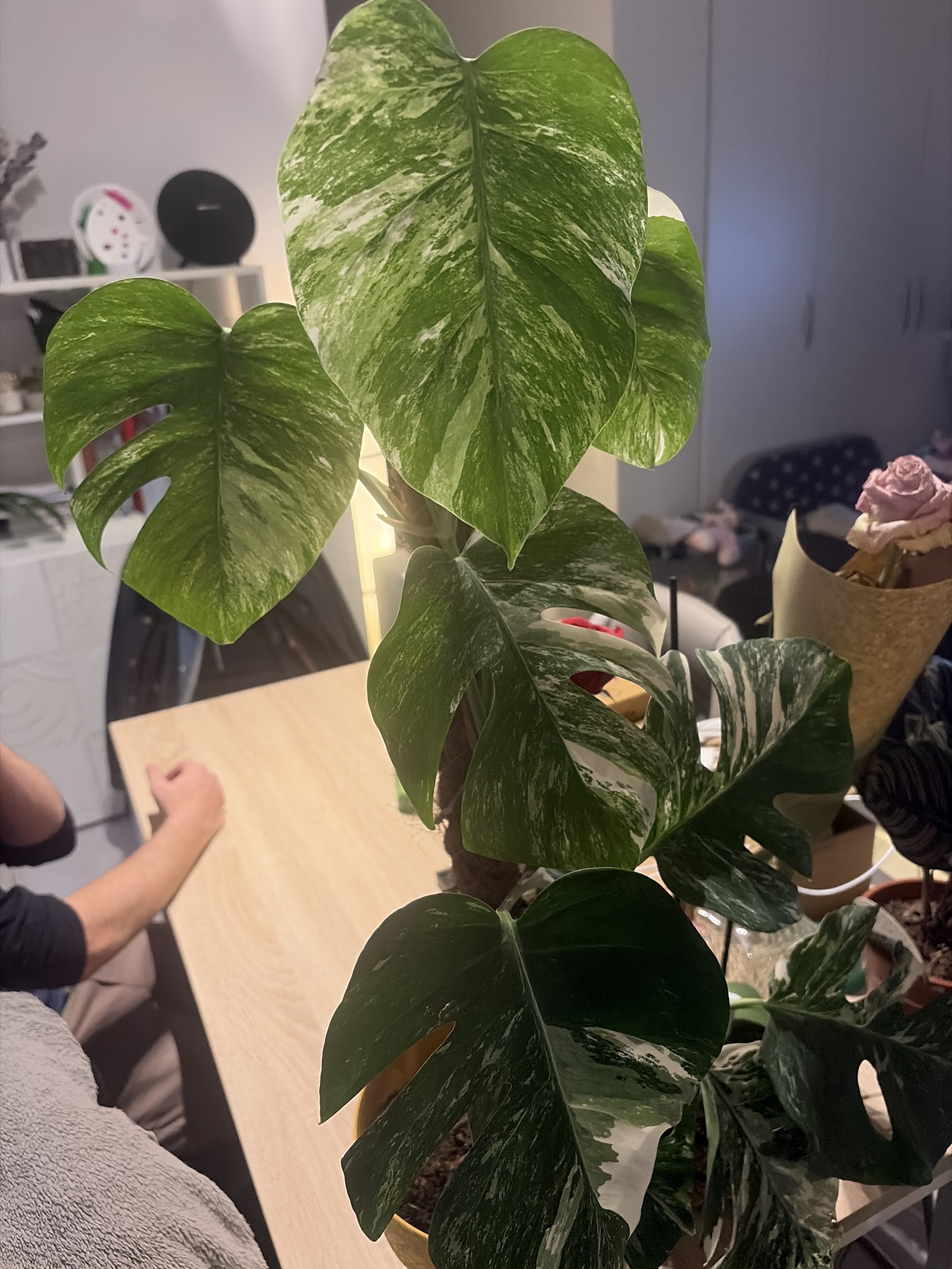 Monstera Deliciosa Grande