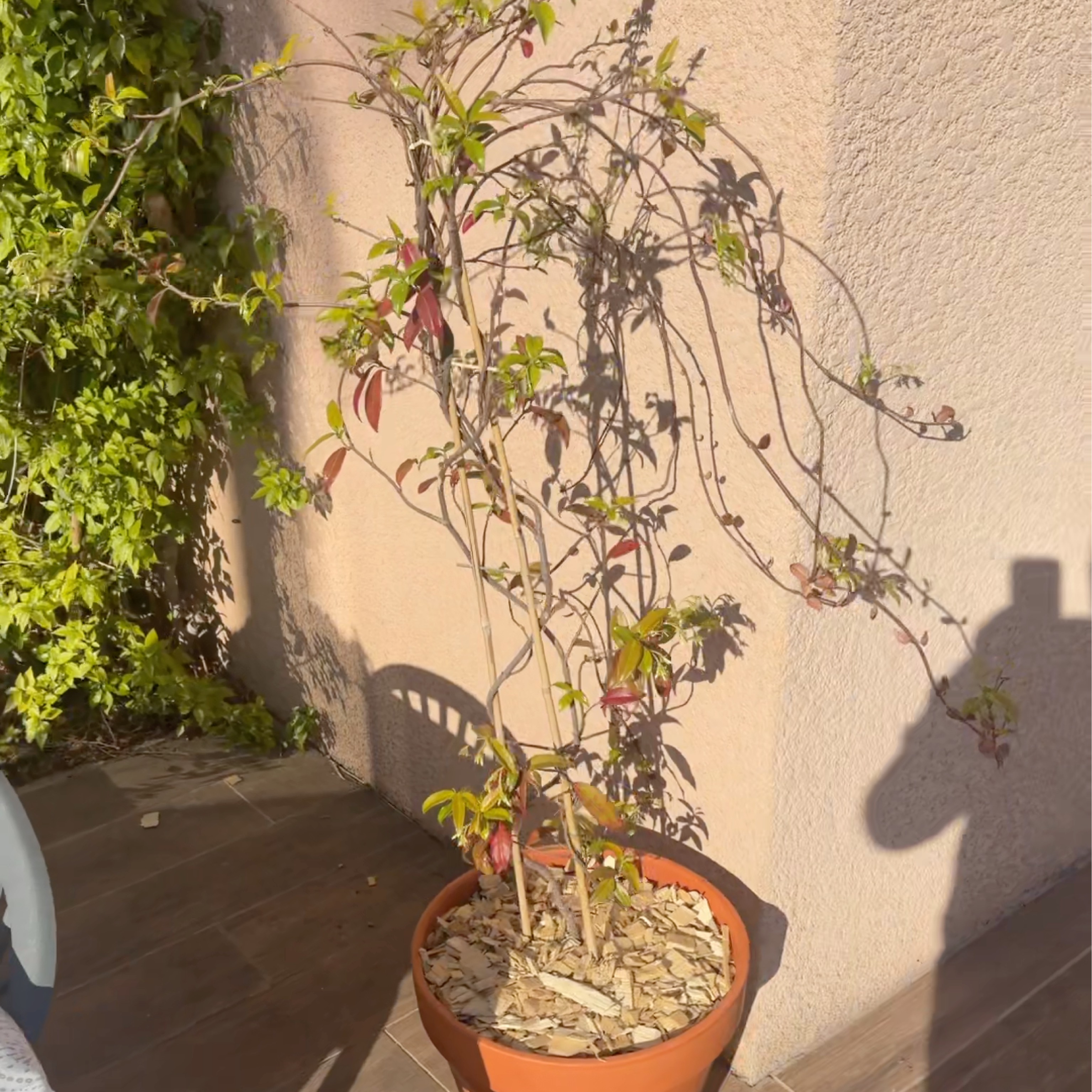 Jasmin en pot en terre cuite