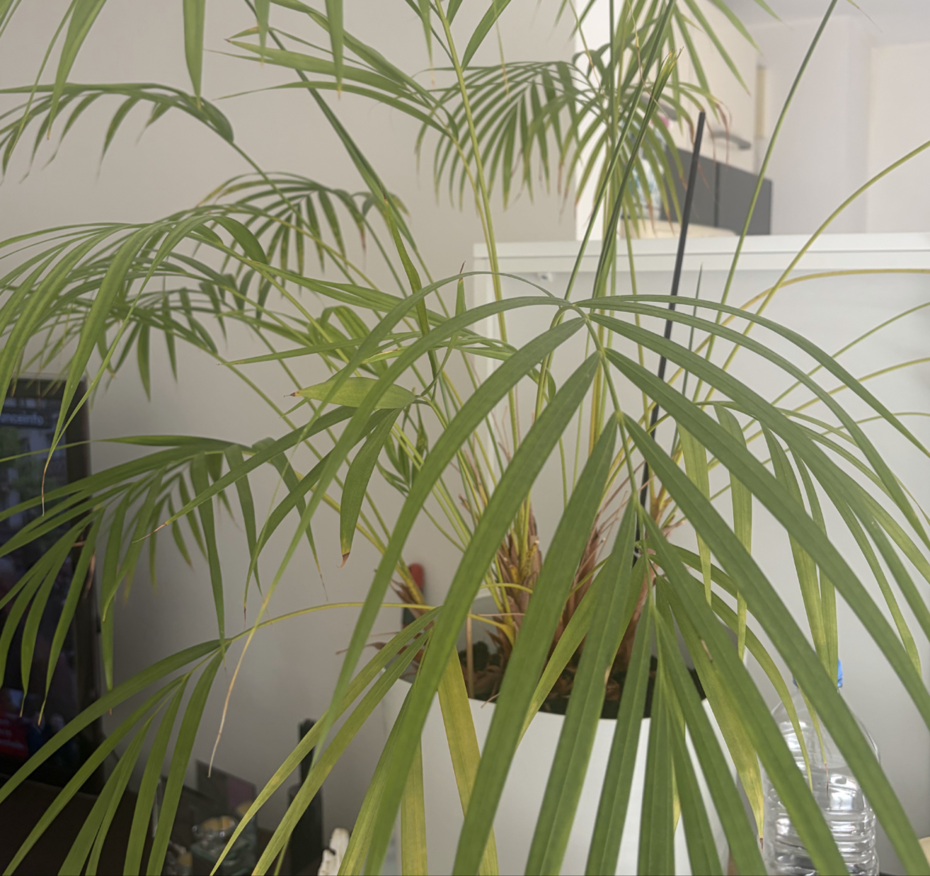 Plante verte palmier d'intérieur