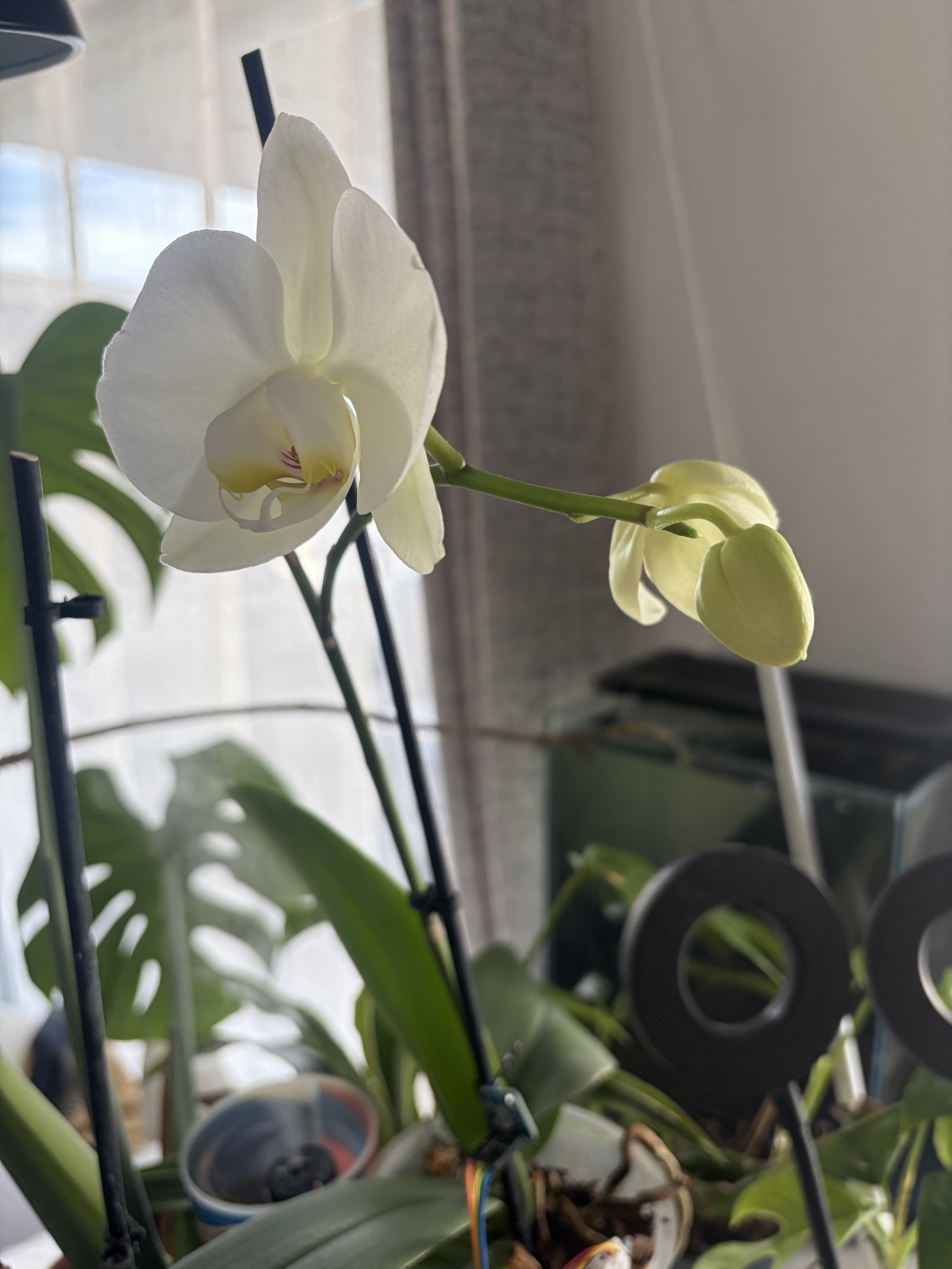 Arrosoir design pour plantes