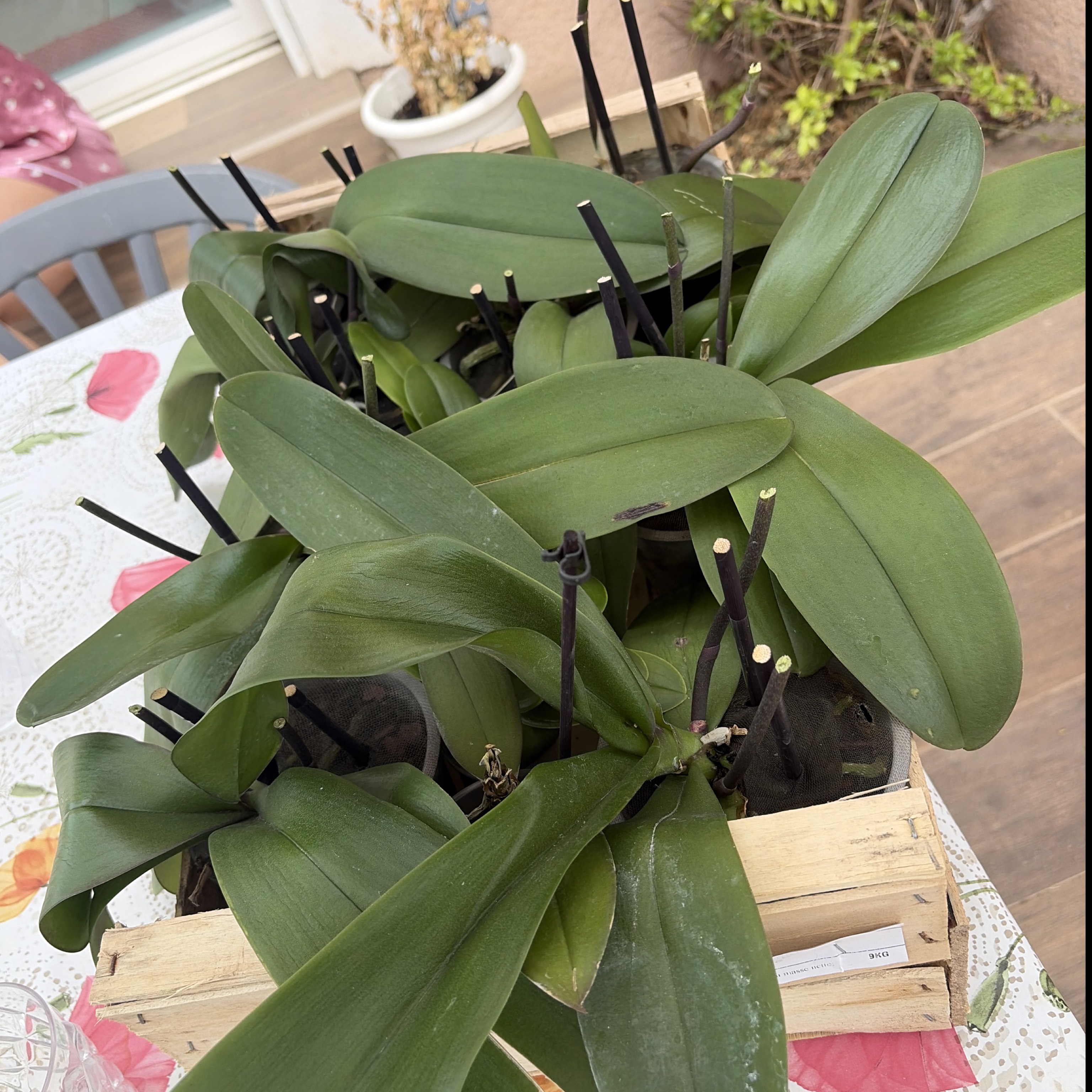 Lot 10 Orchidées Phalaenopsis (Prêtes à Refleurir)