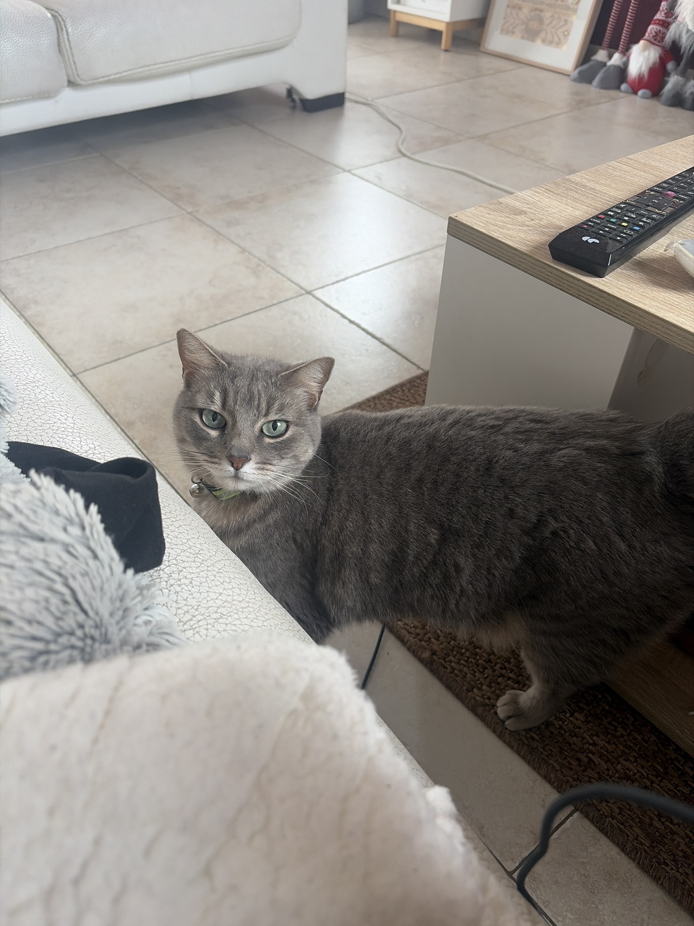 Adorable Chat de compagnie