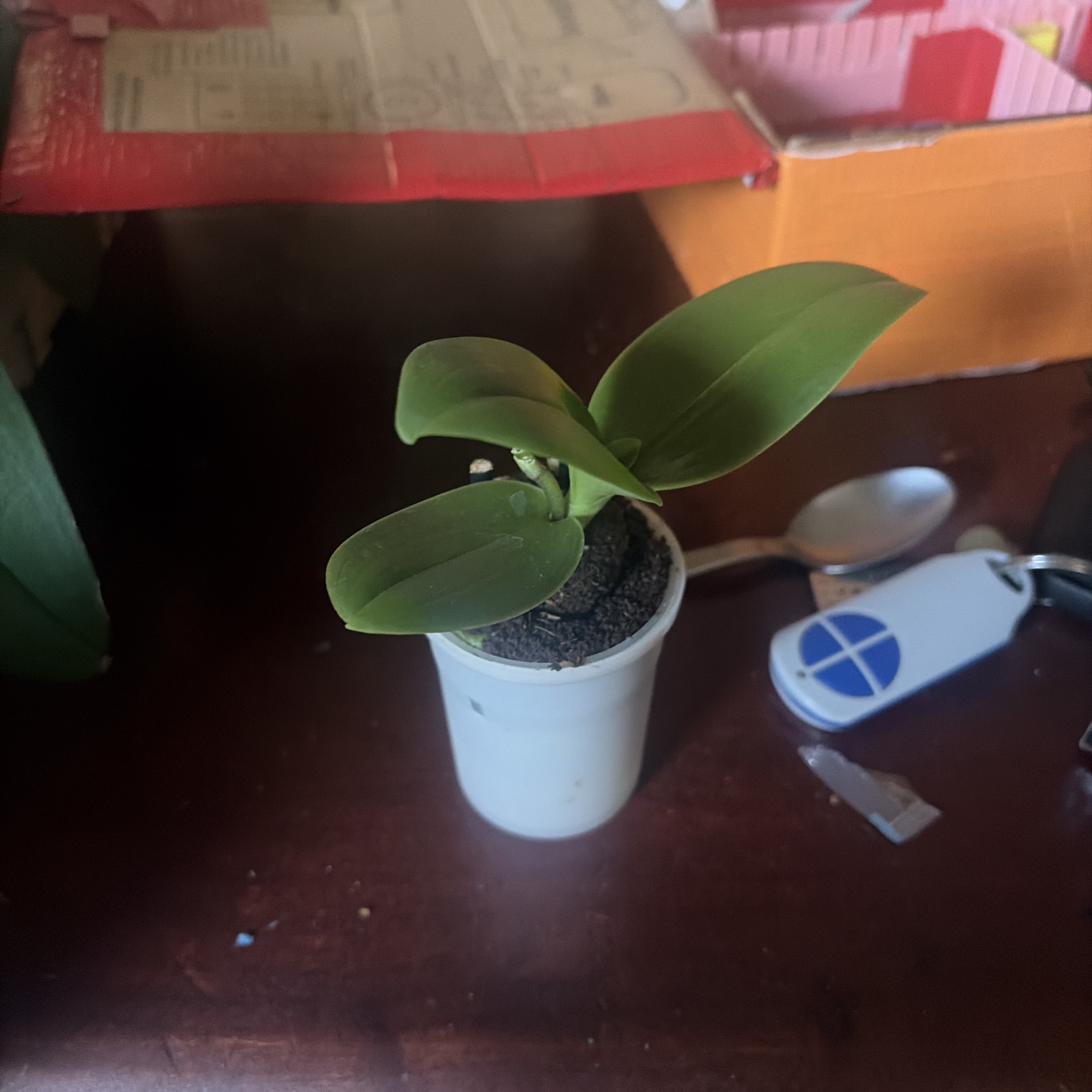 Jeune pousse d'orchidée