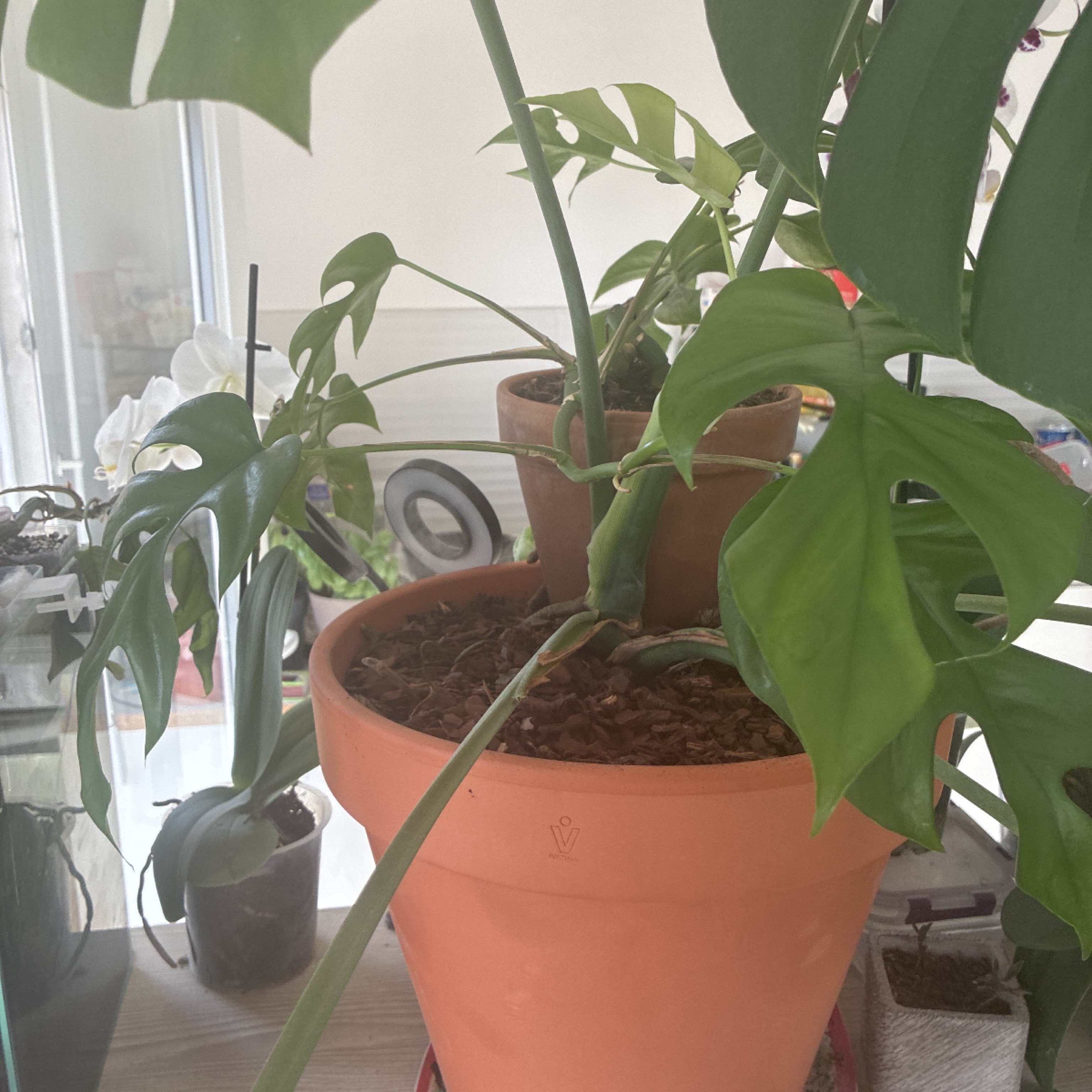 Jardinage
