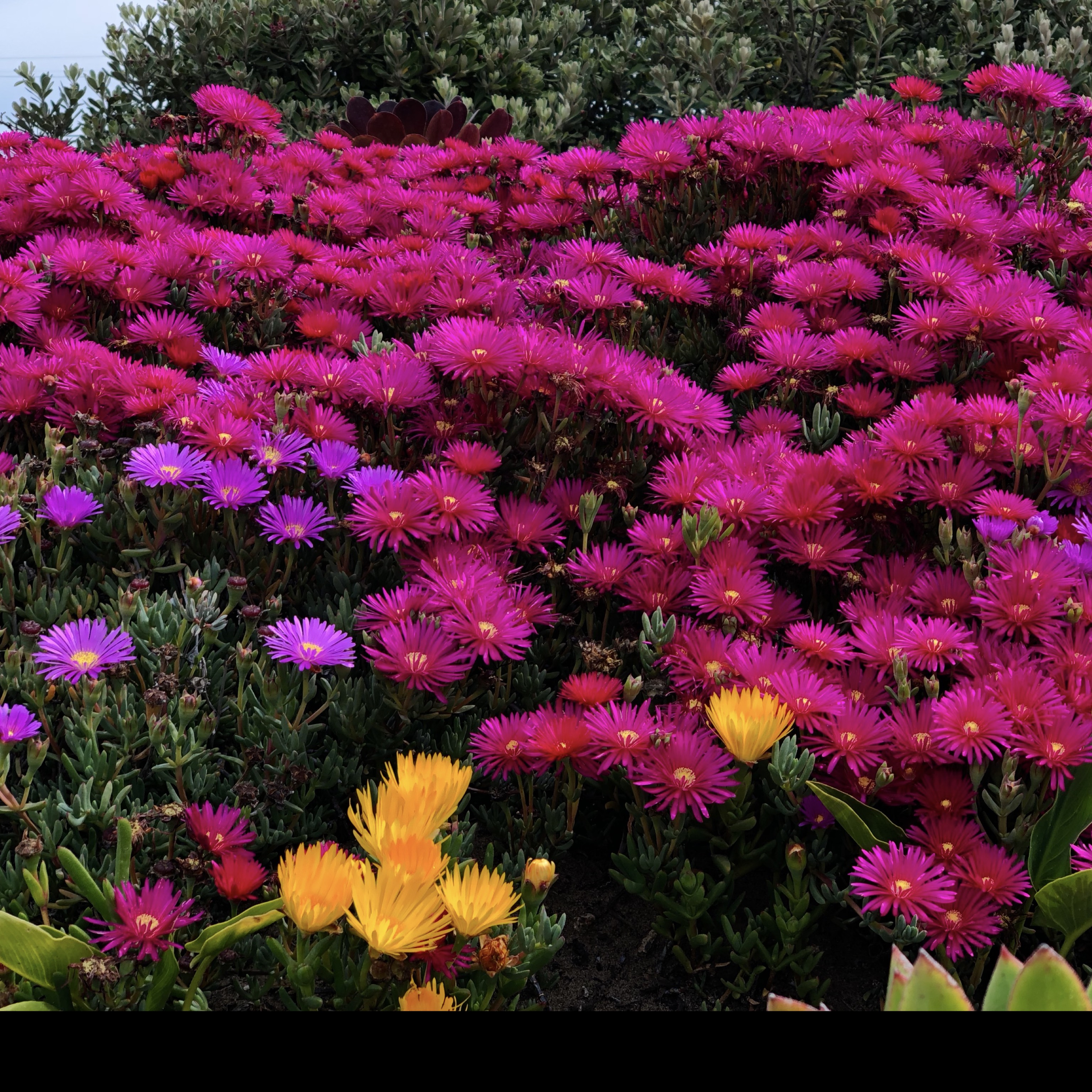 Plantes fleuries vivaces éclatantes