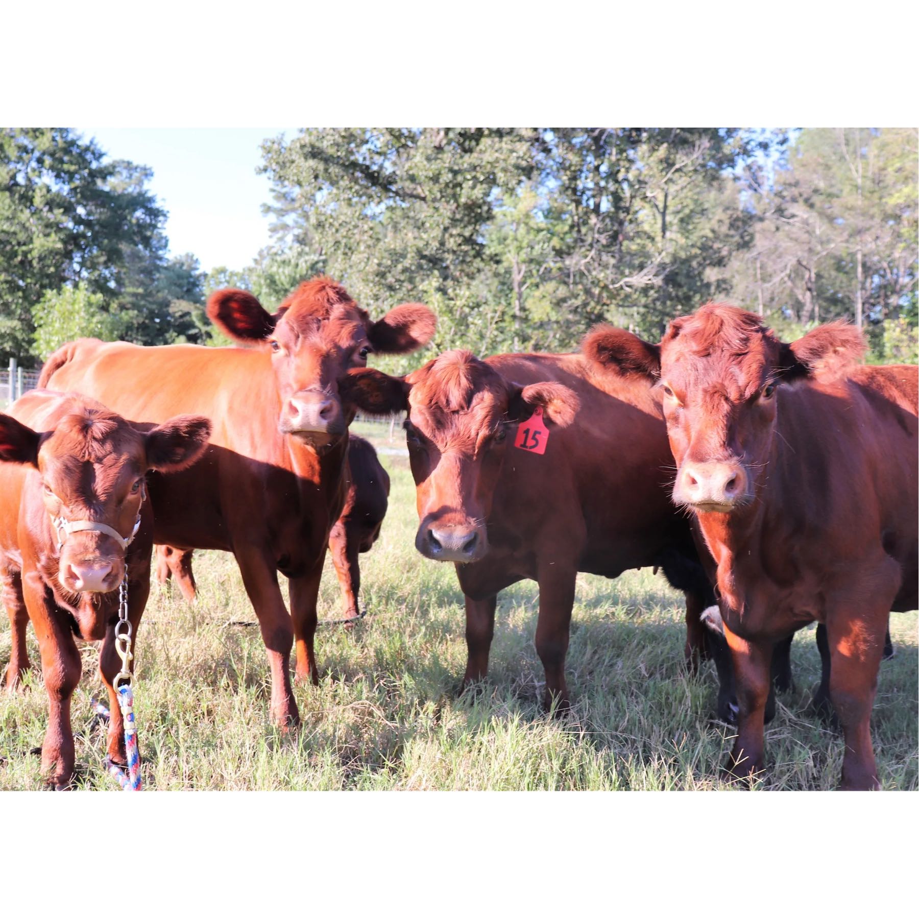 locally grown Welcome to Hammonds Land & Cattle! We are a proud, multigenerational farming family based in the heart of central North Carolina. Our passion lies in locally-based and sustainable farming operations. 

We raise registered Irish Dexter cattle, known for their exceptional milk production and quality pasture-raised beef. Our cattle have been selected for their excellent disposition, conformation, superior meat quality, and milk A2/A2 genetics. Beef and dairy production are equally important to us.  All of our Dexter cattle are registered with the American Dexter Cattle Association.

In addition to our cattle, we produce delicious pasture-raised pork, all while prioritizing sustainable farming practices.  We prefer the heritage breed, Berkshire pig for their slow growth characteristic and rich tasting pork. 

Lastly, you can't have cattle, swine, and pastures without good-quality brown egg layers destroying your flower beds.

We are passionate about supporting small, independent family farms that prioritize caring for the land and livestock. To be transparent, we do actively participate in and support our family's 75+-year-old farm in Lumberton, NC, which operates a large-scale commercial cow/calf Black Angus and poultry operation. 

Join us on our journey to provide wholesome, high-quality products that nourish our community and honor the land we love. We're committed to delivering the best products and educating consumers or new growers along the way. profile