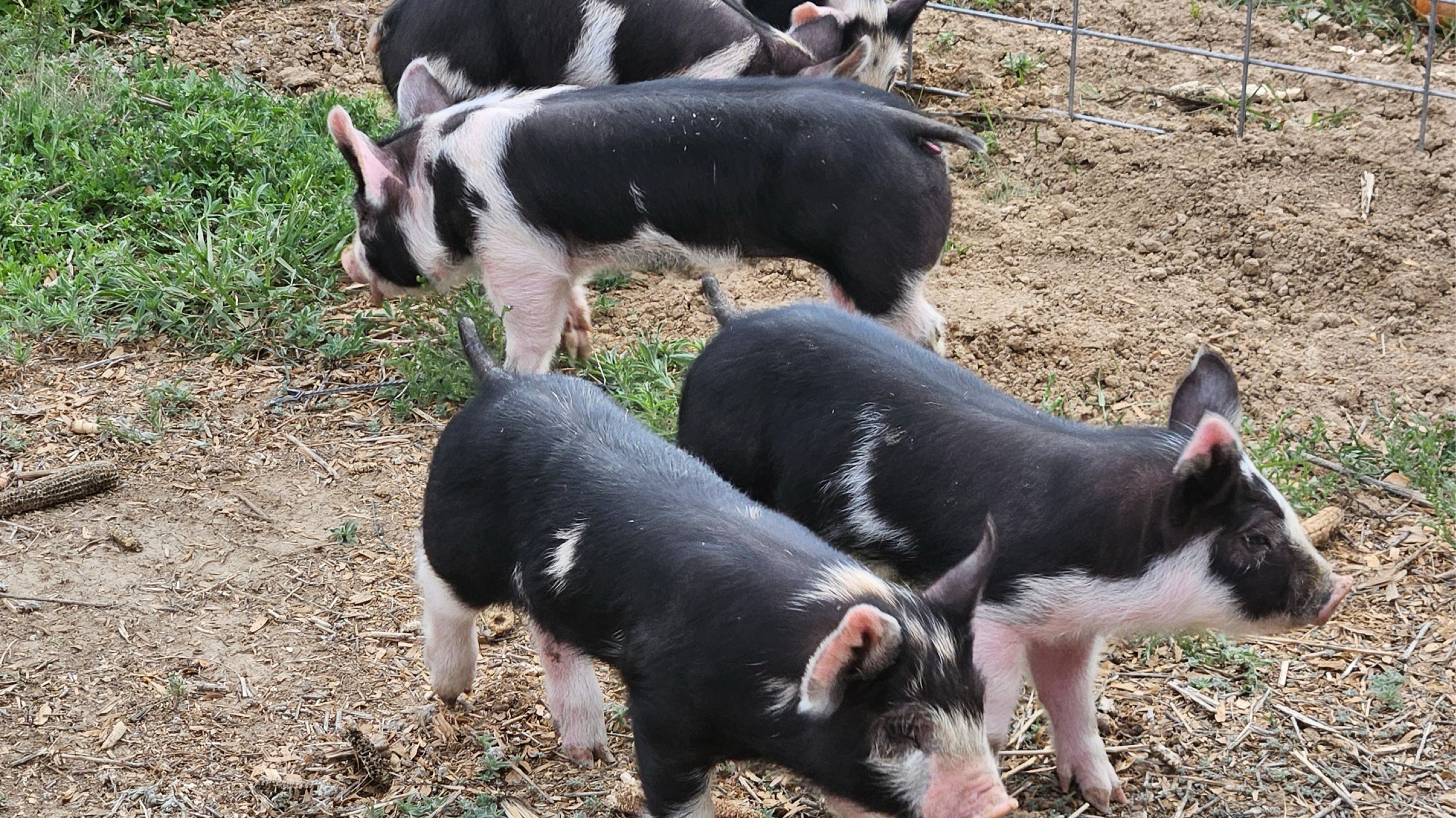 Thumbnail image 2 for Half Hog Deposit