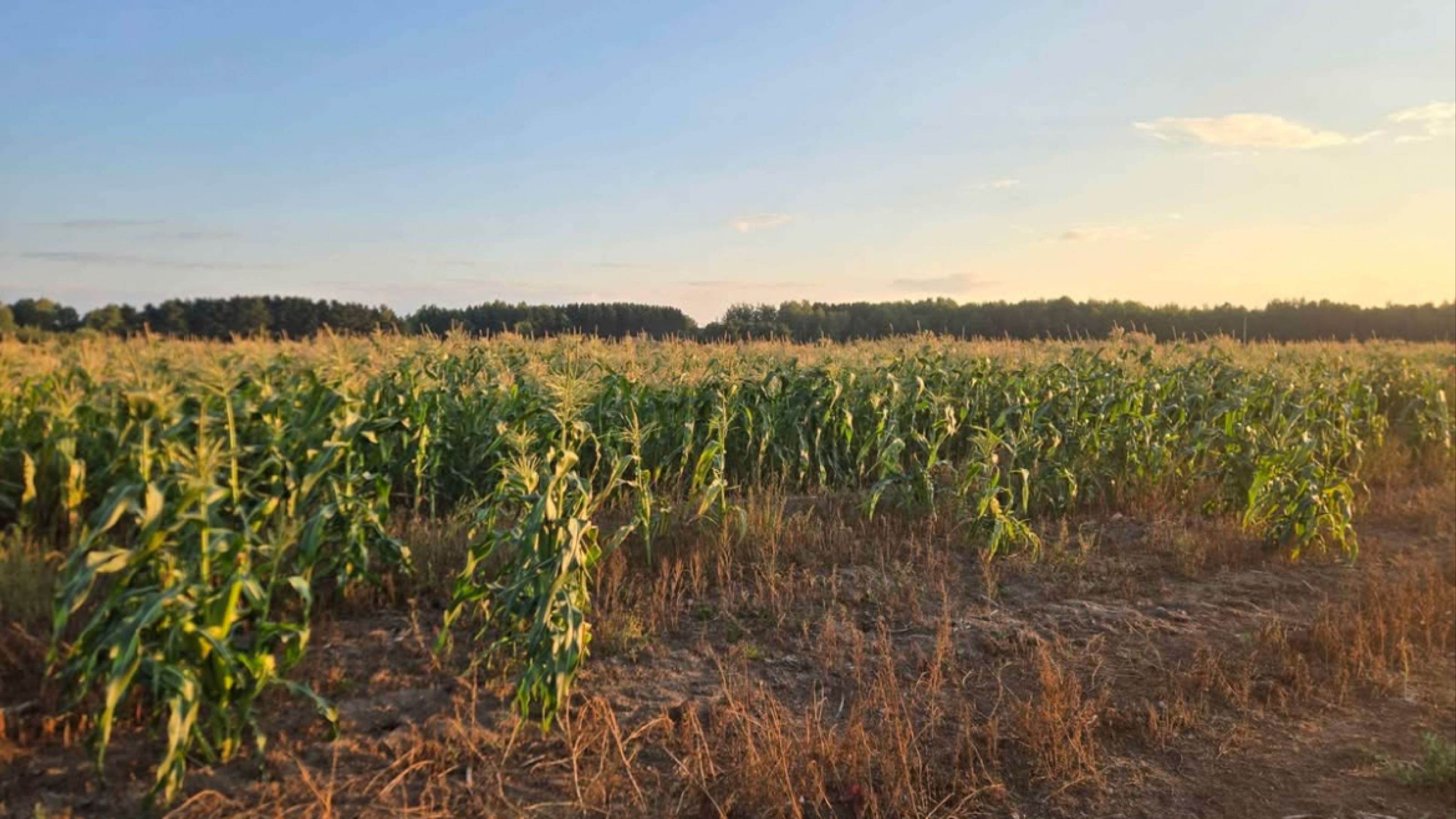 Thumbnail image 2 for Sweet corn