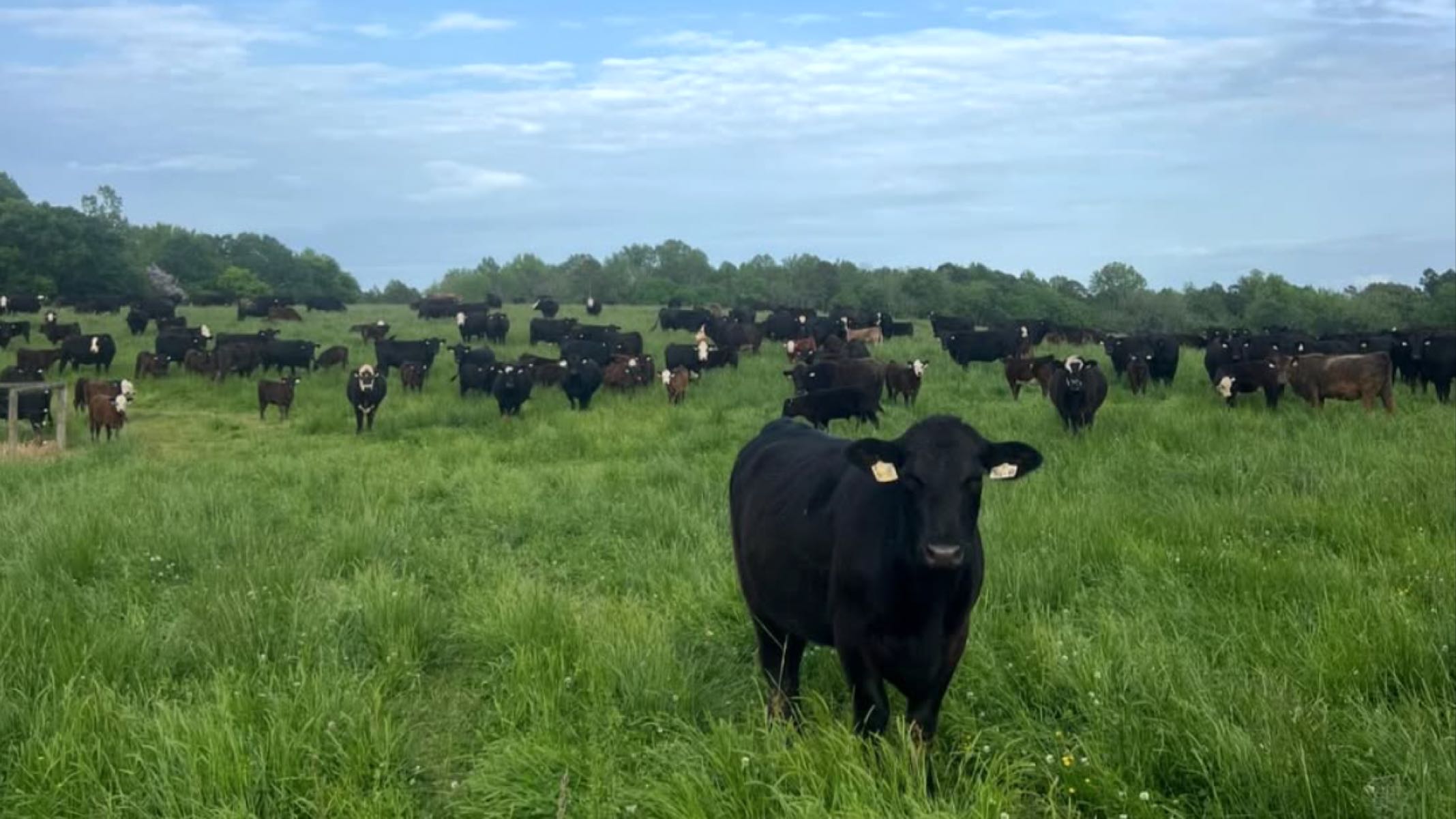 locally grown Shop NC Beef for Sale! Clean, lean, premium meats from our farm in central North Carolina to your table. 100% pasture raised beef products featuring cattle breeds Wagyu, Angus, & South Poll. Family owned & operated.

As small ranchers in central North Carolina, we have enjoyed our products for years now while also selling to the more lucrative beef market. It has become an annual practice of selecting one animal to remain on the farm, 100% grass fed that will be enjoyed by our family. Sharing an annual cow with friends and family has become one of our greatest gifts that our inner circle thoroughly enjoys. Seeing how much our friends and family enjoy our beef, we decided to branch out and share our products with the world! You will not regret investing in yourself by purchasing Clean Beef for you and your family! profile