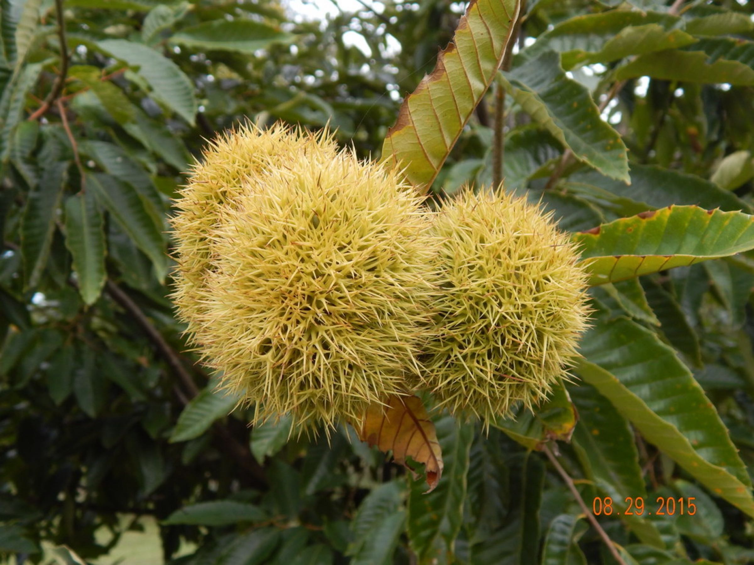 locally grown Hi! We are a small organic chestnut orchard located in Pelion, South Carolina.  We are a proud member of Chestnut Growers of America, LLC and certified South Carolina grown.  Our harvest of chestnuts is in the fall usually starting in September and last a couple of months.  profile