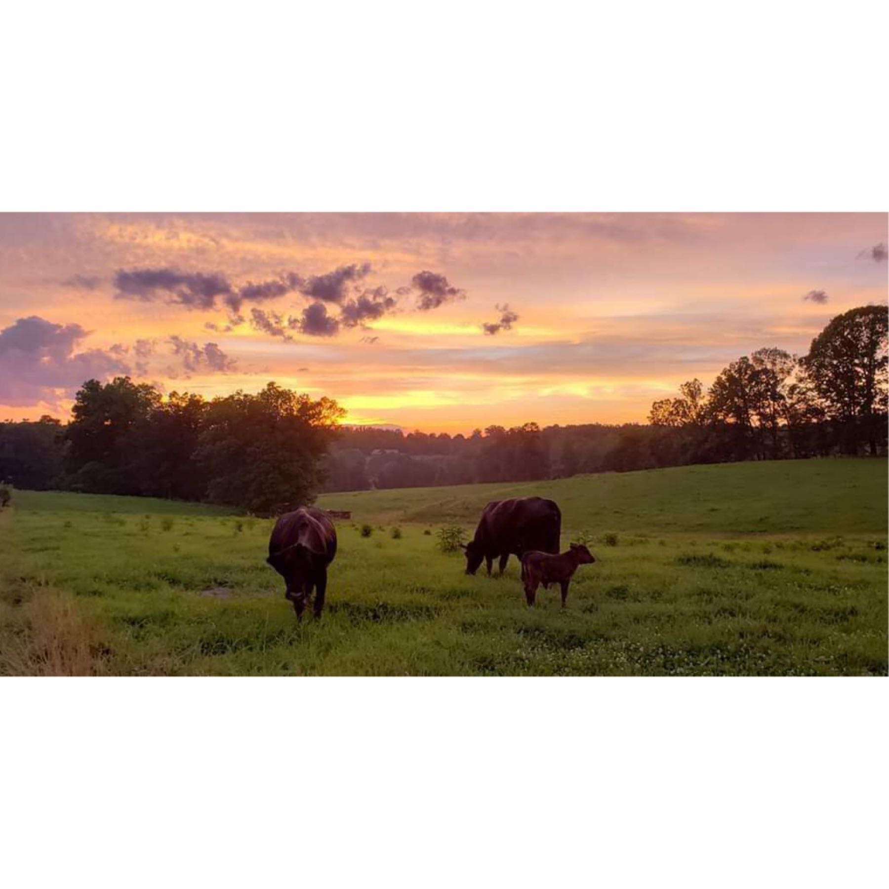 locally grown Hannah Family Farm has been raising grass-fed, grass-finished, naturally raised Angus beef for over 15 years. Our farm began in a conventional way, back in 1964. We fed our family and surrounding area households, providing beef, pork, eggs, and vegetables. profile