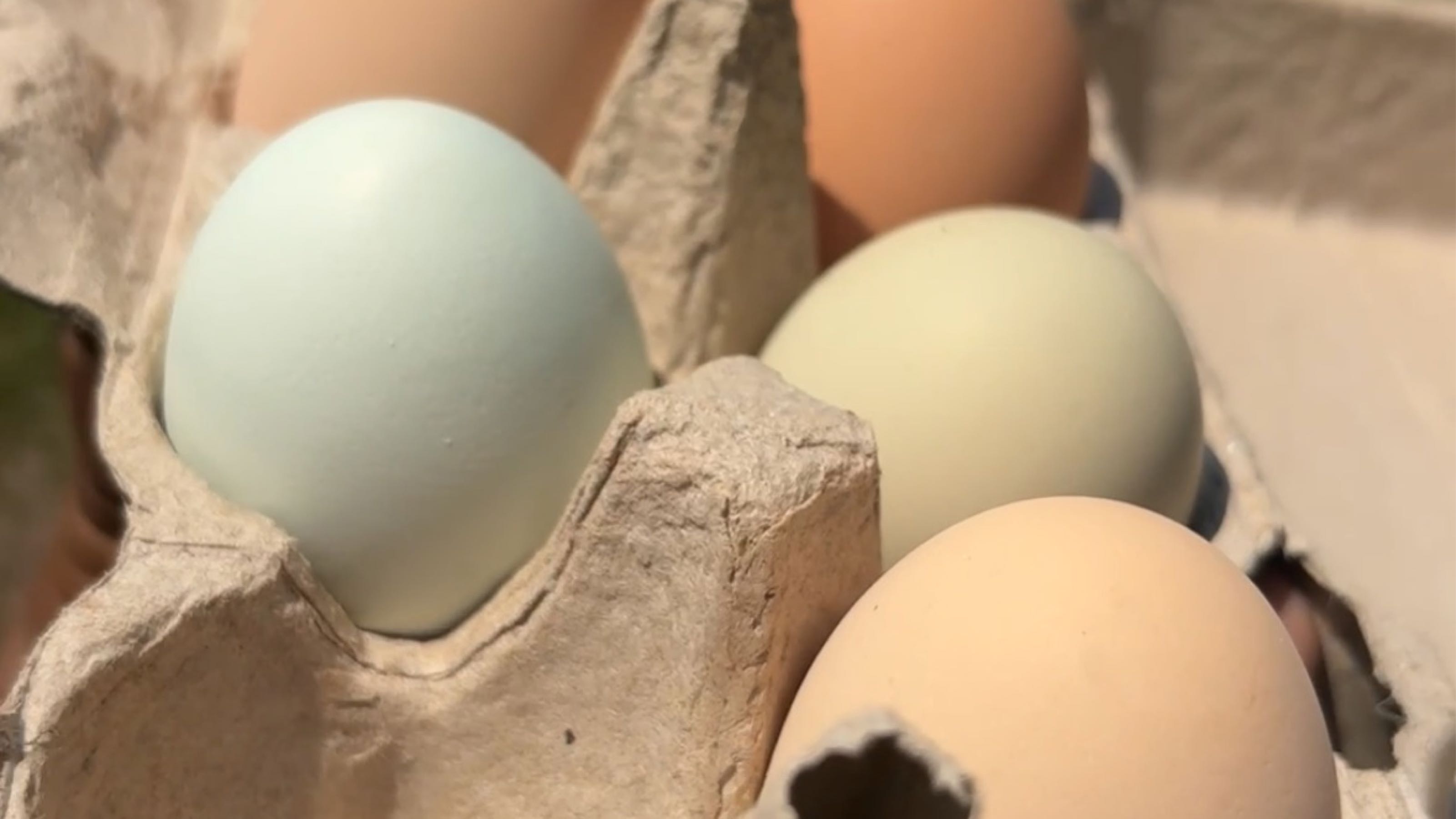 Thumbnail image 2 for Eggs