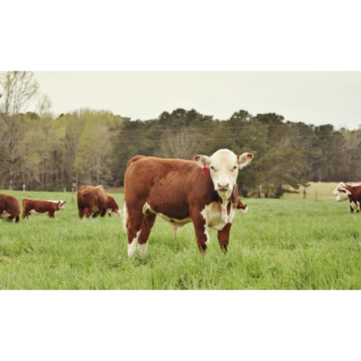 locally grown Five J’s is a multigenerational Family Farm. We raise all natural, pasture raised beef and pork. profile