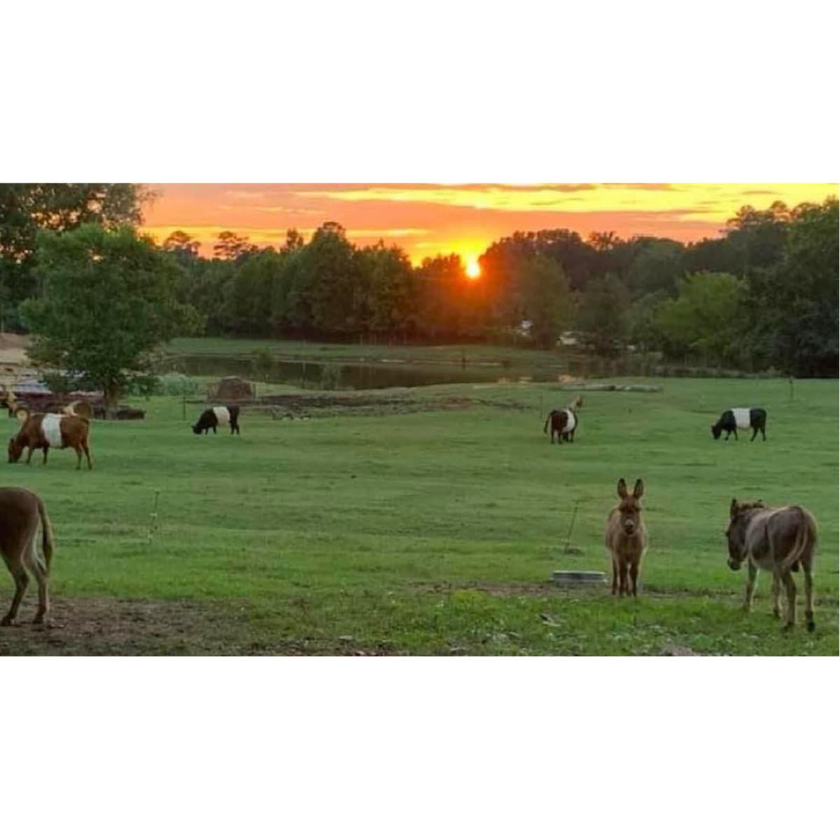 locally grown We are a small family farm located in Knightdale, NC, dedicated to providing our community with high-quality, locally grown beef, pork and produce. By incorporating innovative farming practices while remaining true to our roots we achieve land management, increased production and the highest quality products for our customers. We take great pride in growing and raising products that reflect previous, current and future generations of our farm. Our farm is more than just a career it is our families heritage. profile