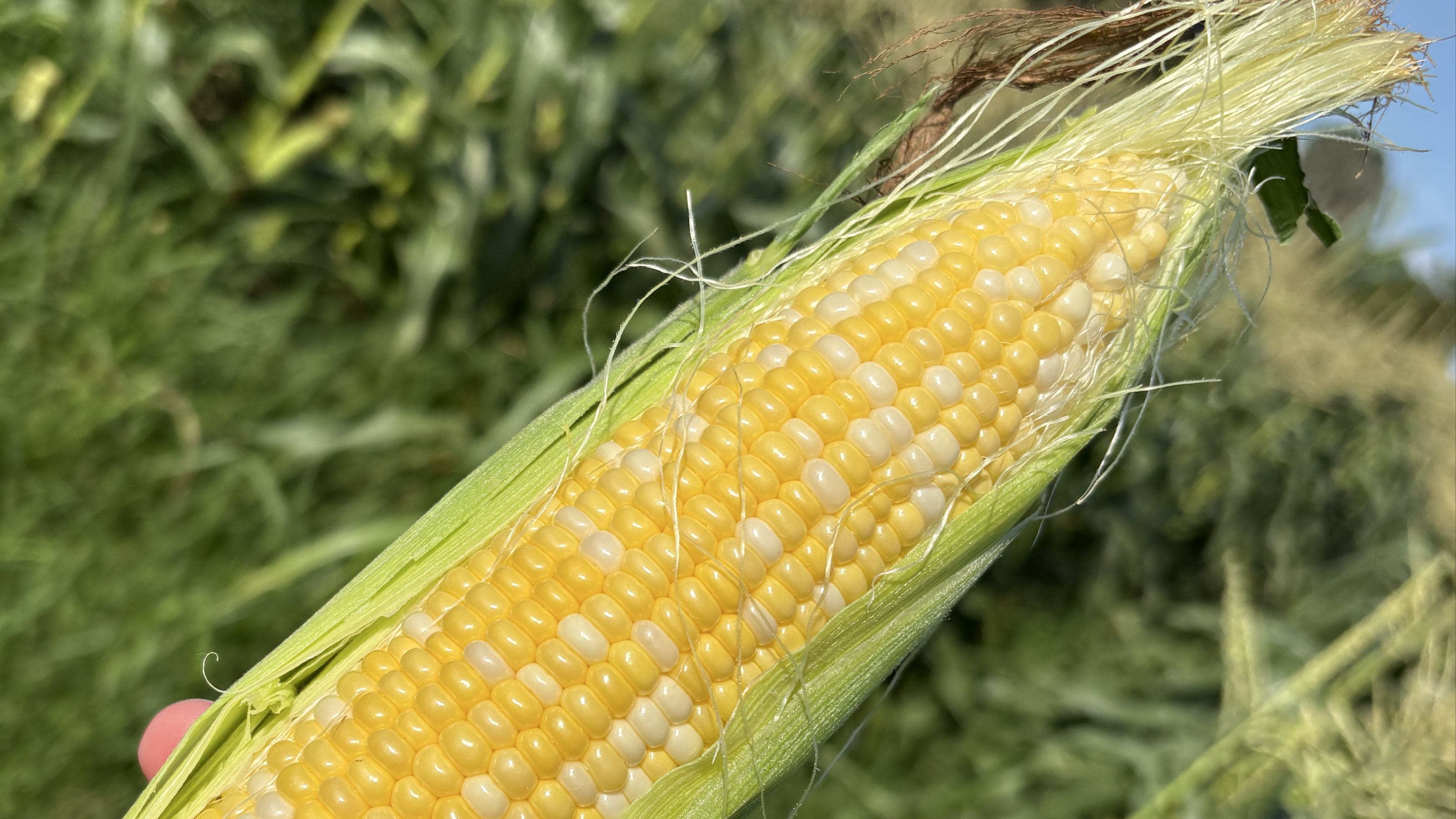 Thumbnail image 2 for Bulk Bag of Shell Corn