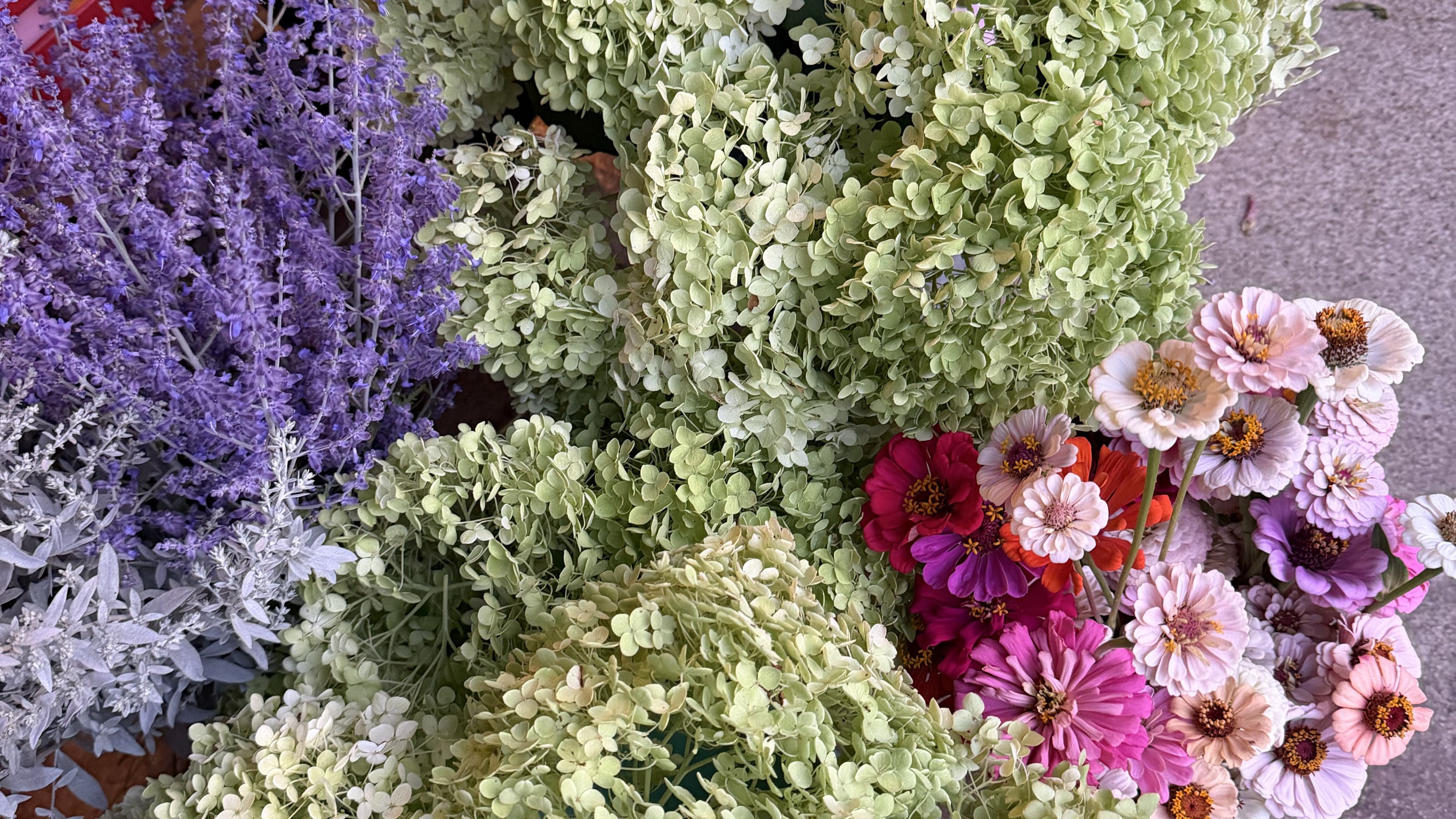Thumbnail image 3 for Annabelle Hydrangea