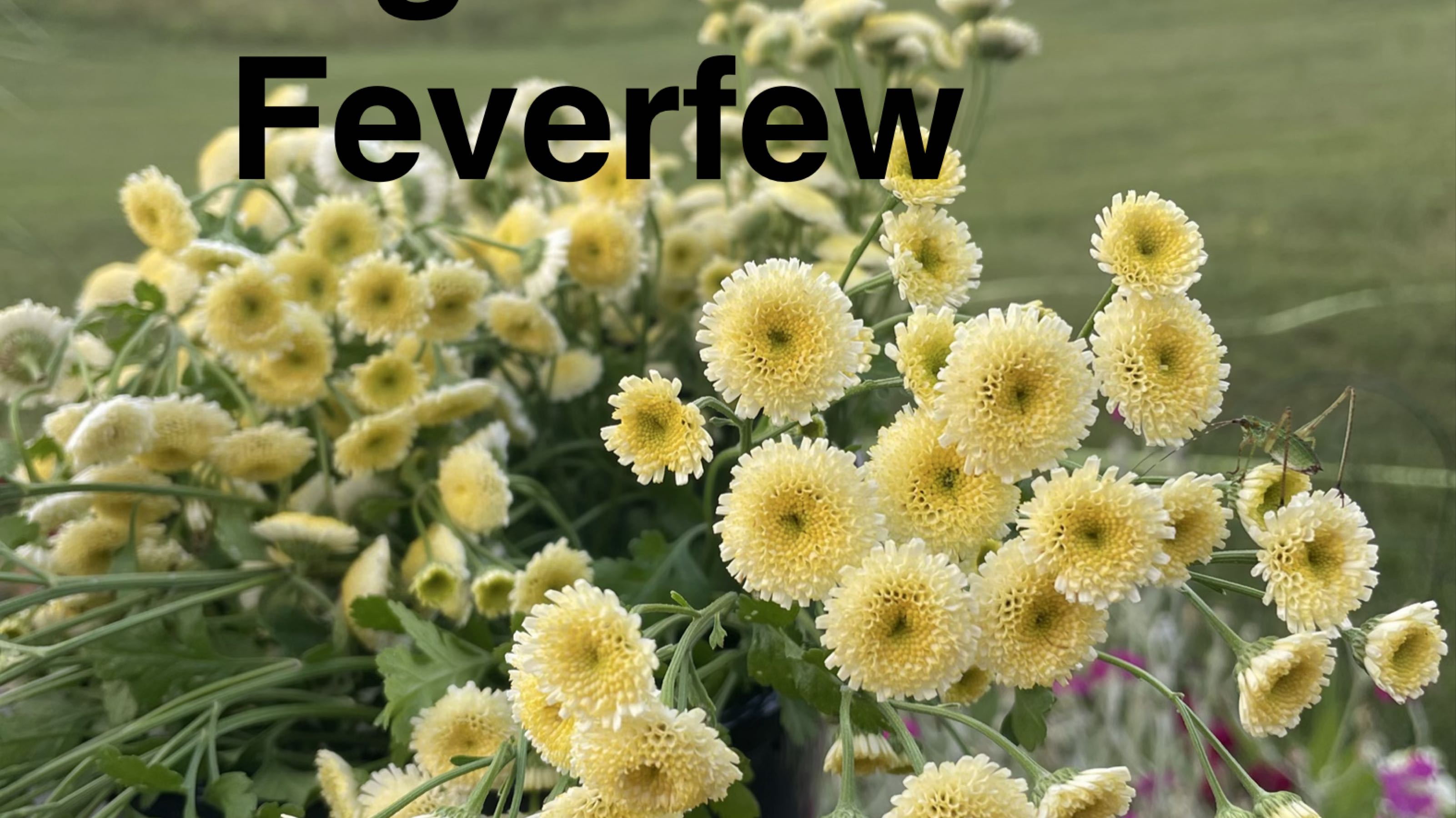 Thumbnail image 4 for Annabelle Hydrangea