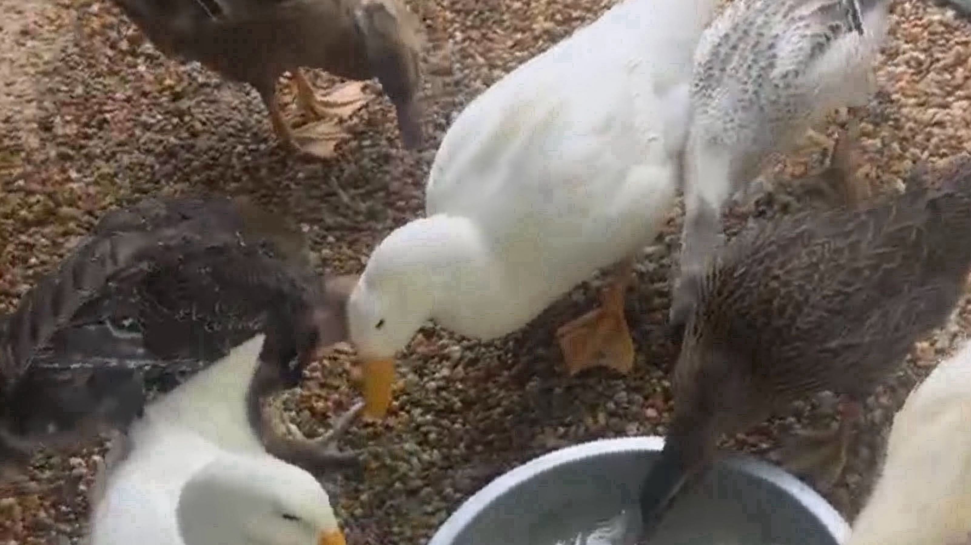 Thumbnail image 3 for Ducklings