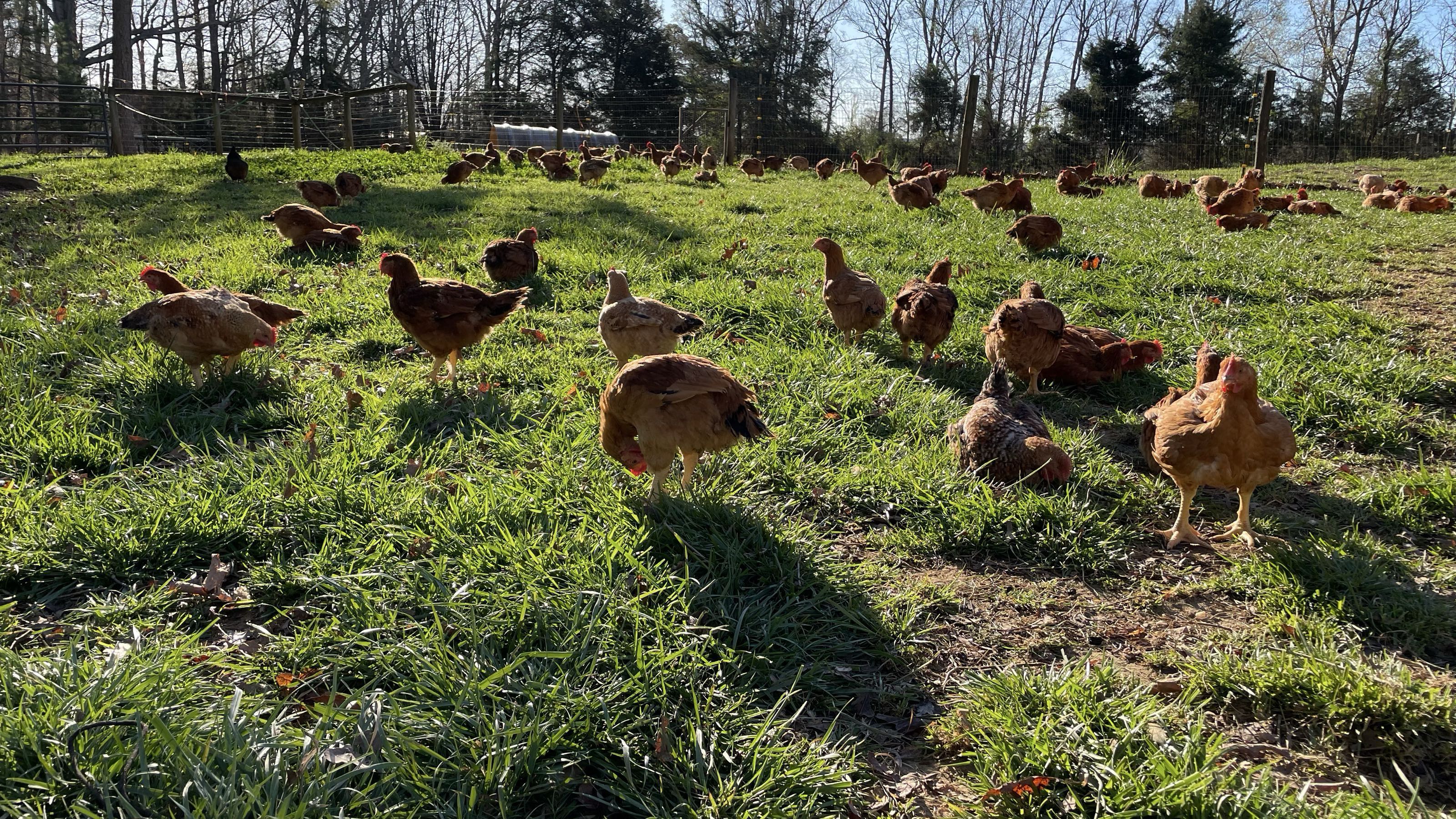 locally grown We are a family farm located in Snow Camp, NC.  We raise chicken, lamb, and quail.  We provide various cuts of chicken, lamb, and also quail and chicken eggs.   profile