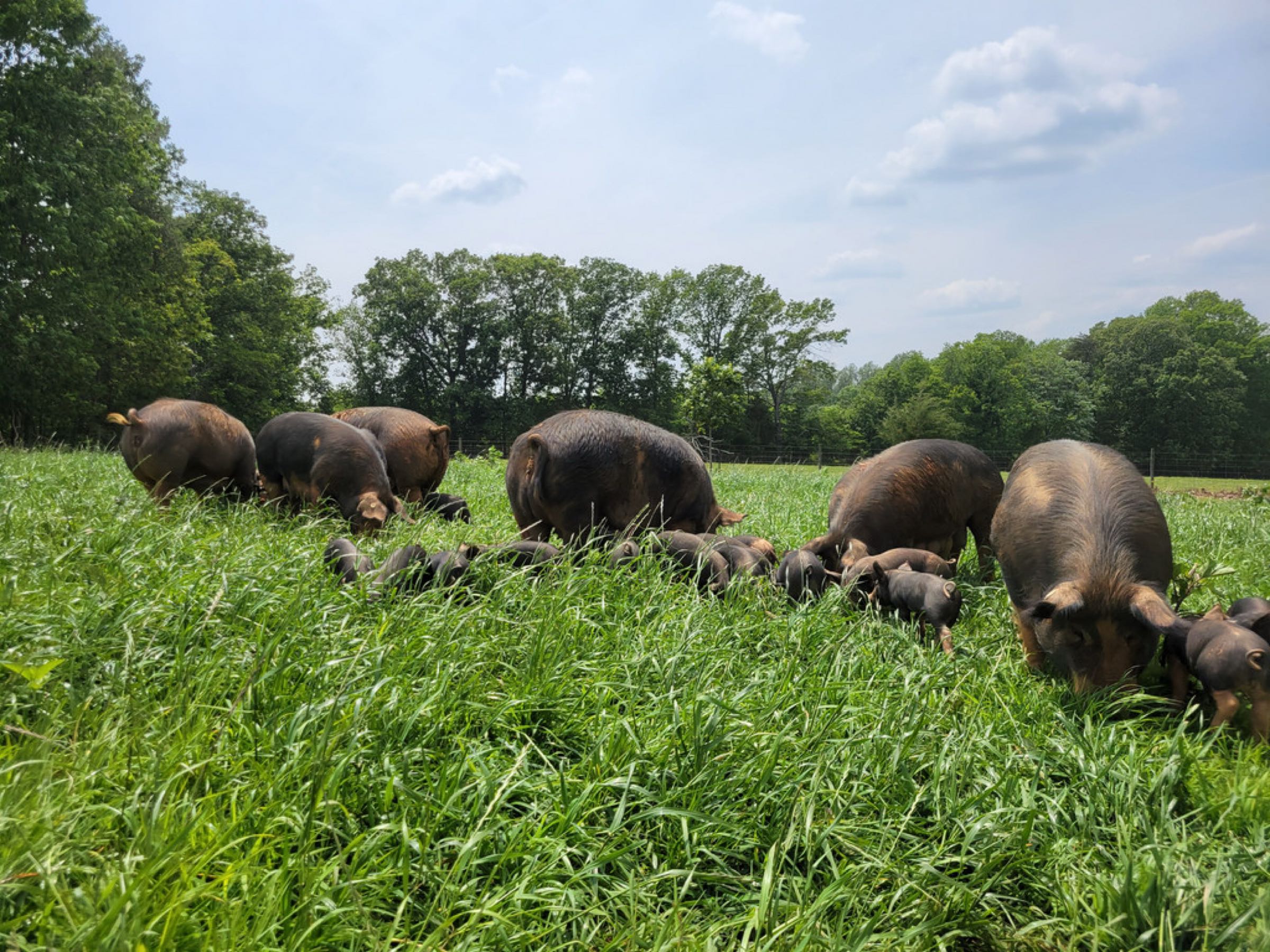 locally grown Berkshire Forest Farm is a pasture-raised pig farm using regenerative practices. The farm supplies Berkshire piglets specifically bred to thrive on a high pasture diet to farmers throughout the Eastern U.S  profile