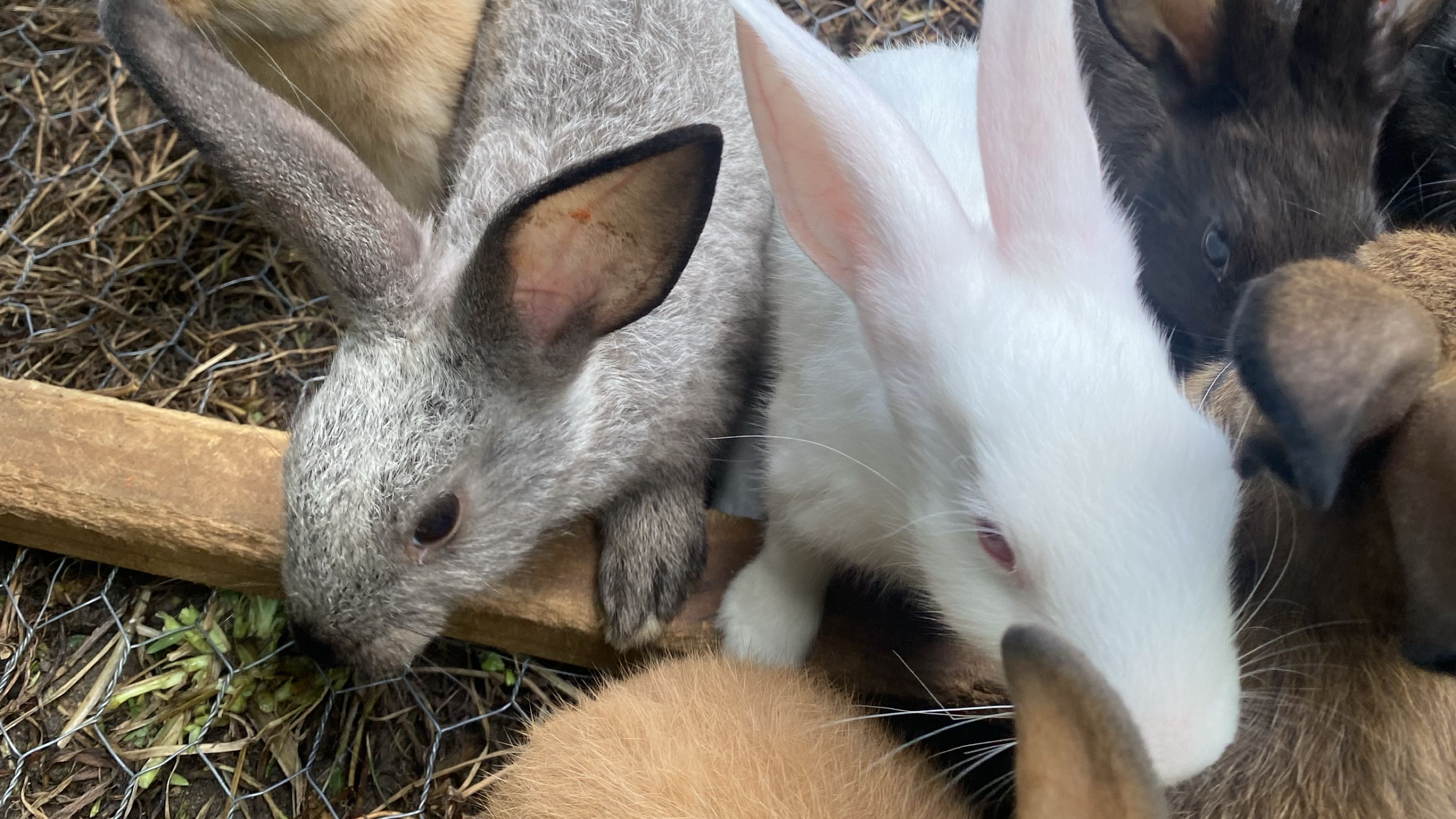 Thumbnail image 2 for Rabbit Meat