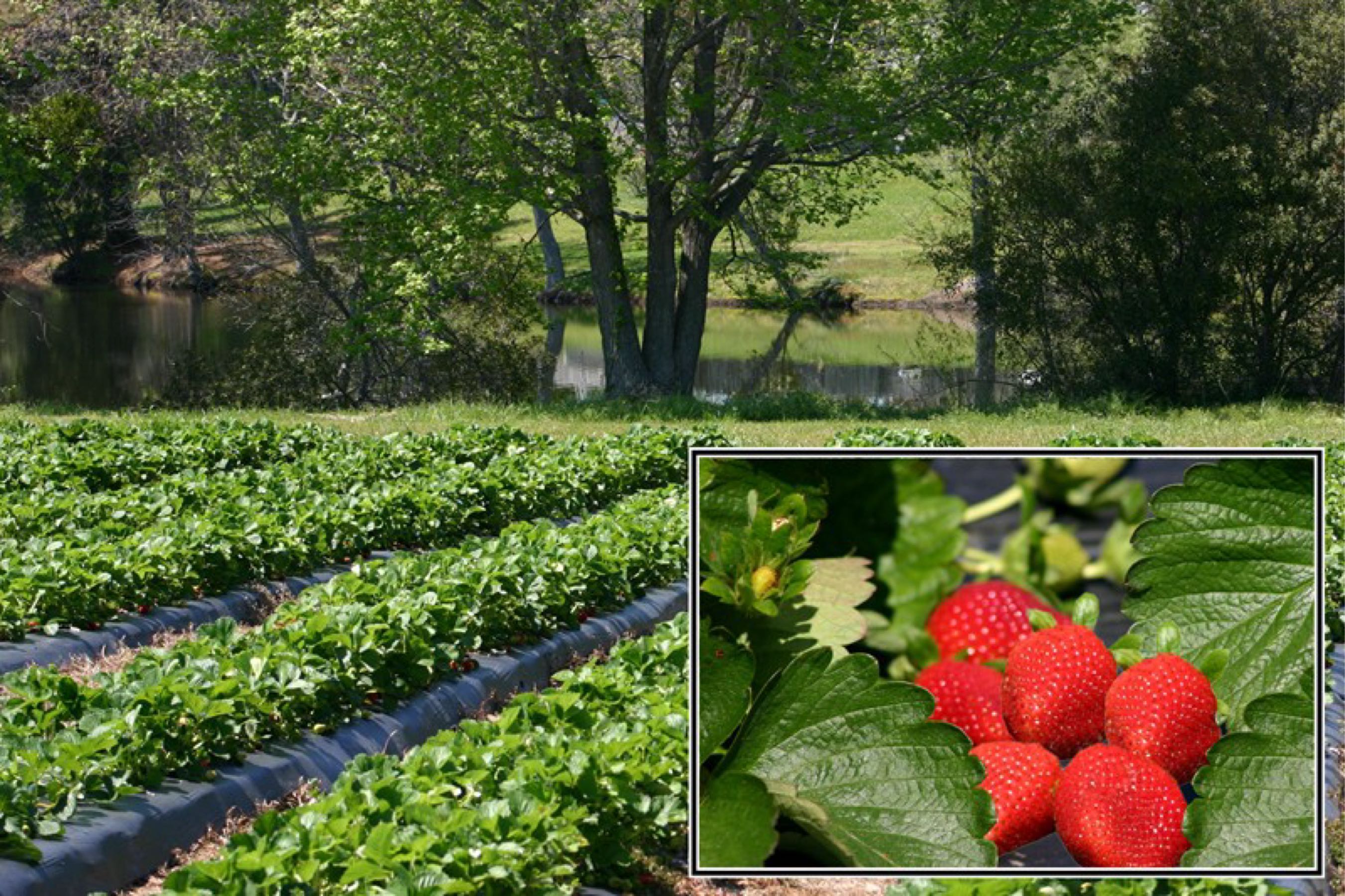 locally grown Smith's Nursery is a family owned and operated wholesale nursery and produce farm operating in Johnston County, NC for over 30 years.  We are a NC Certified Roadside Farm Market and Pick-Your-Own Berry Farm specializing in strawberries, blueberries, blackberries, and pumpkins.  Smith's Nursery offers over 13 acres of container grown plants including shrubs, trees, and perennials.  profile