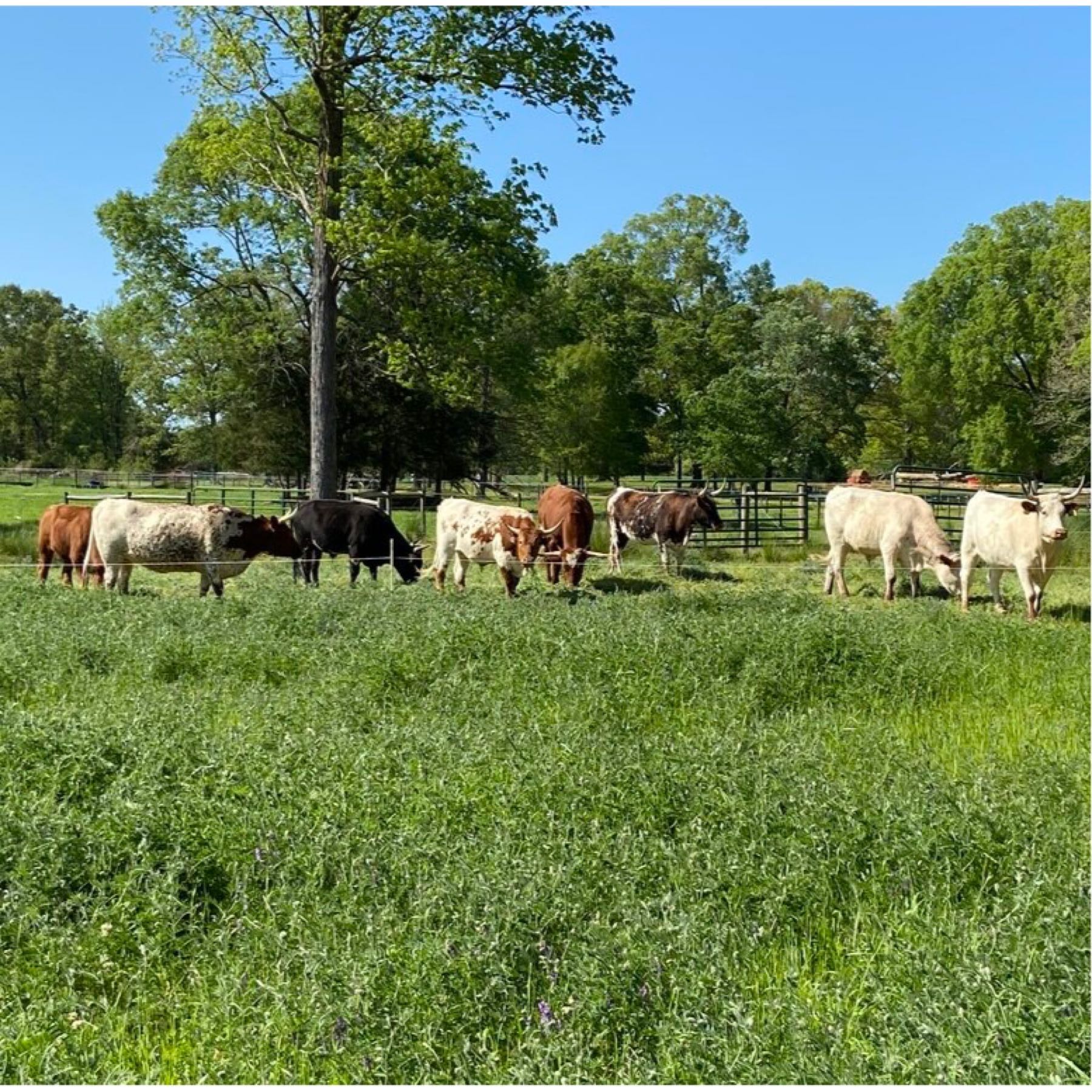 locally grown We are passionate about raising quality beef that tastes great while also focusing on sustainability of both the land and the breed. Our cattle are silvopastured in our forested land and adjoining grass pastures. Silvopasturing is the intentional integrated management of trees, forage land and grazing livestock for their mutual benefit. In the fall, winter and early spring, their grazing is supplemented with hay, and throughout the year they receive alfalfa pellets, free choice minerals and kelp to increase their nutrition and health while keeping them free of commercial grain feeds.  profile