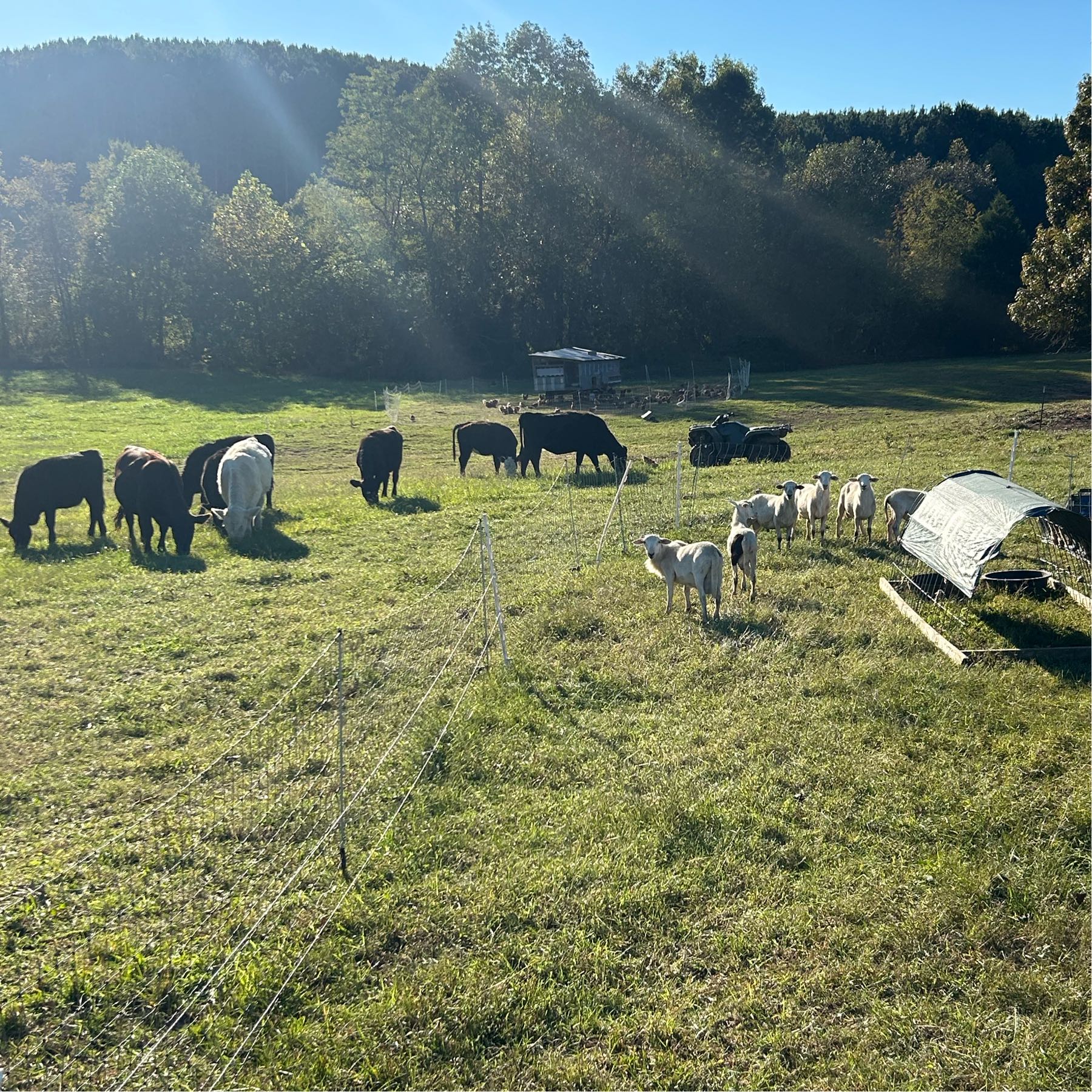 locally grown Bringing the cleanest and most nourishing food to our community. All of our livestock is raised without the use of any synthetic inputs (vaccinations or wormers. Our pork and eggs are supplemented with a fermented organic feed without corn or soy. Our beef and lamb is grass fed/finished. Our animals are raised in a regenerative setting to improve health and performance of the land . Follow us on Facebook for up to date information.  profile