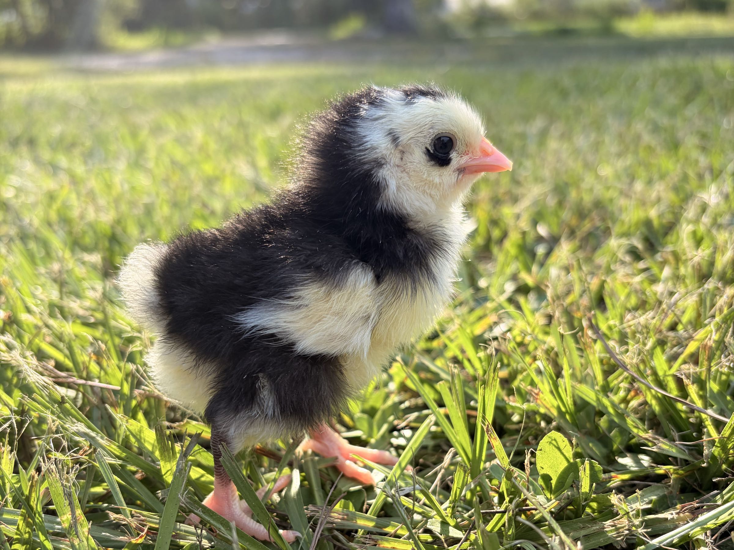 Thumbnail image 2 for Chicks!