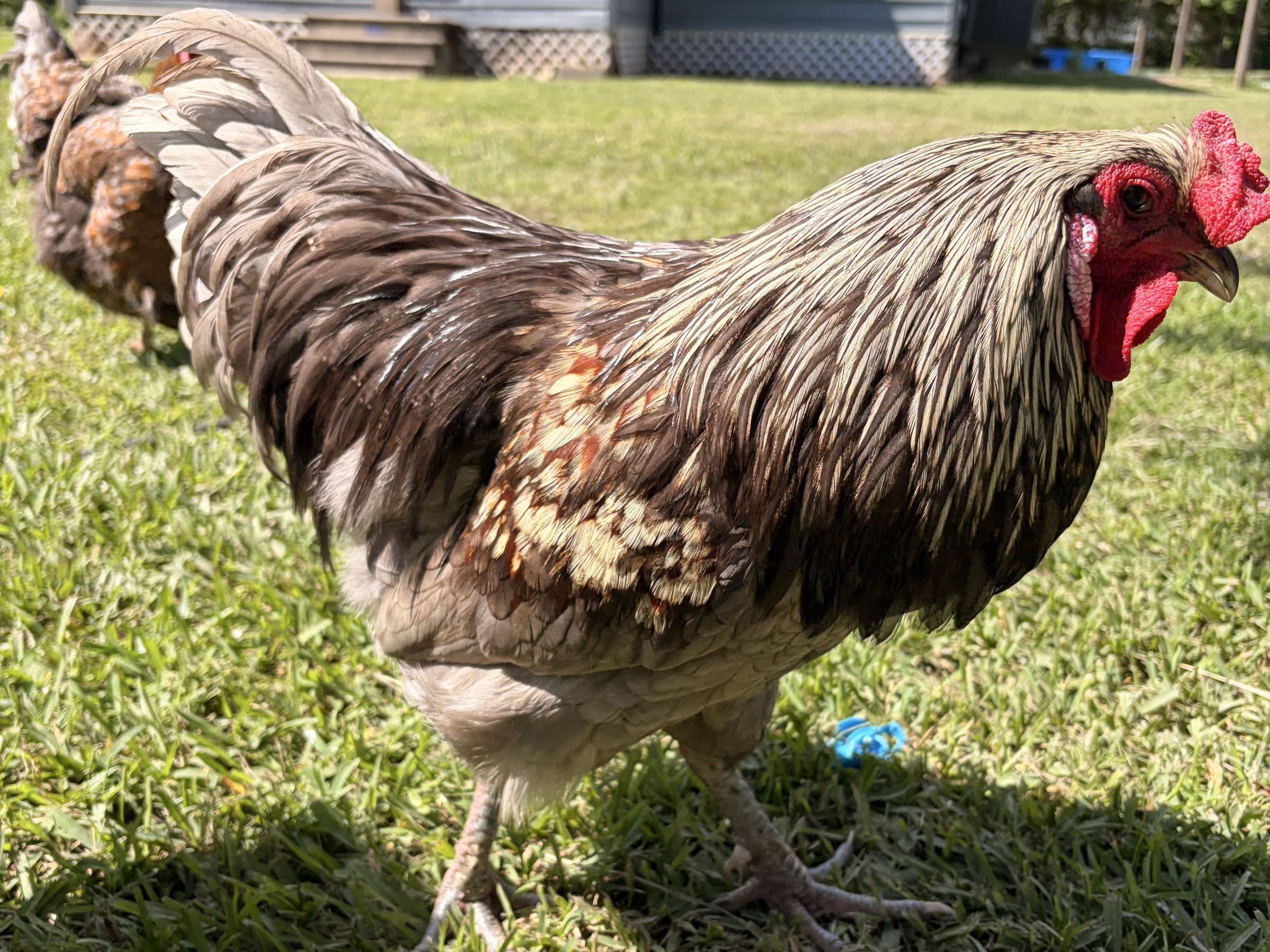 Thumbnail image 2 for Free Easter Egger Rooster