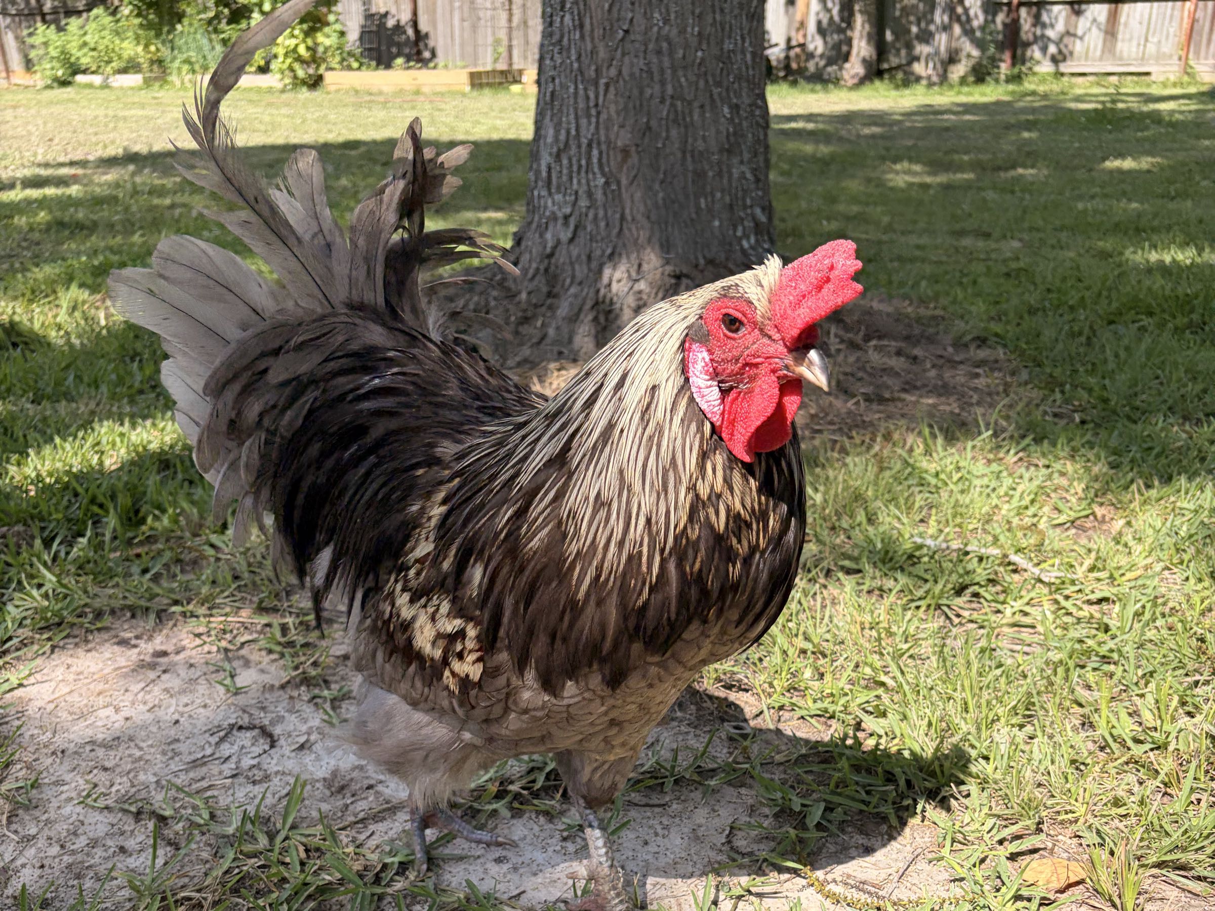 Thumbnail image 3 for Free Easter Egger Rooster