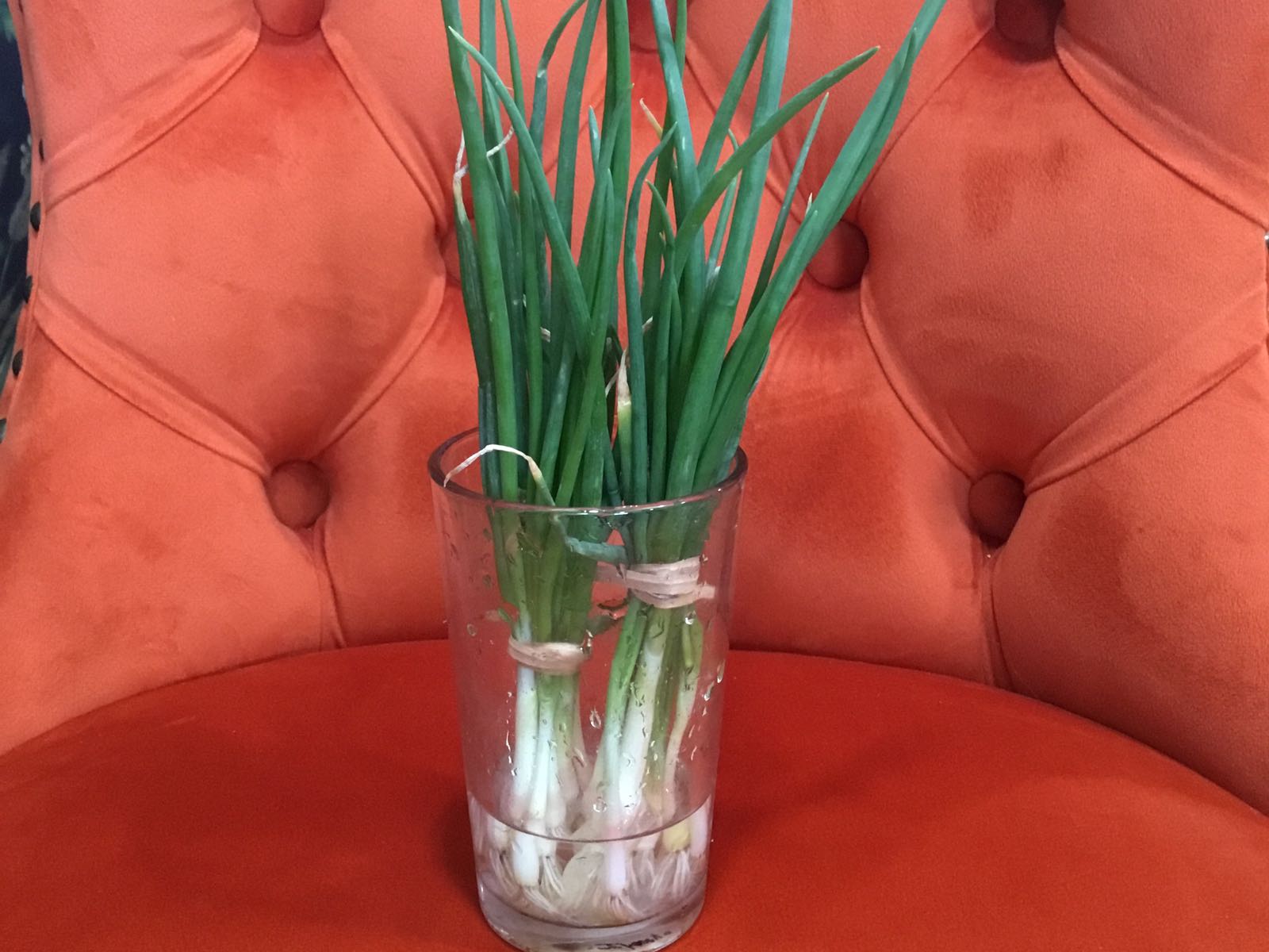Fresh - Green Onion Bunch