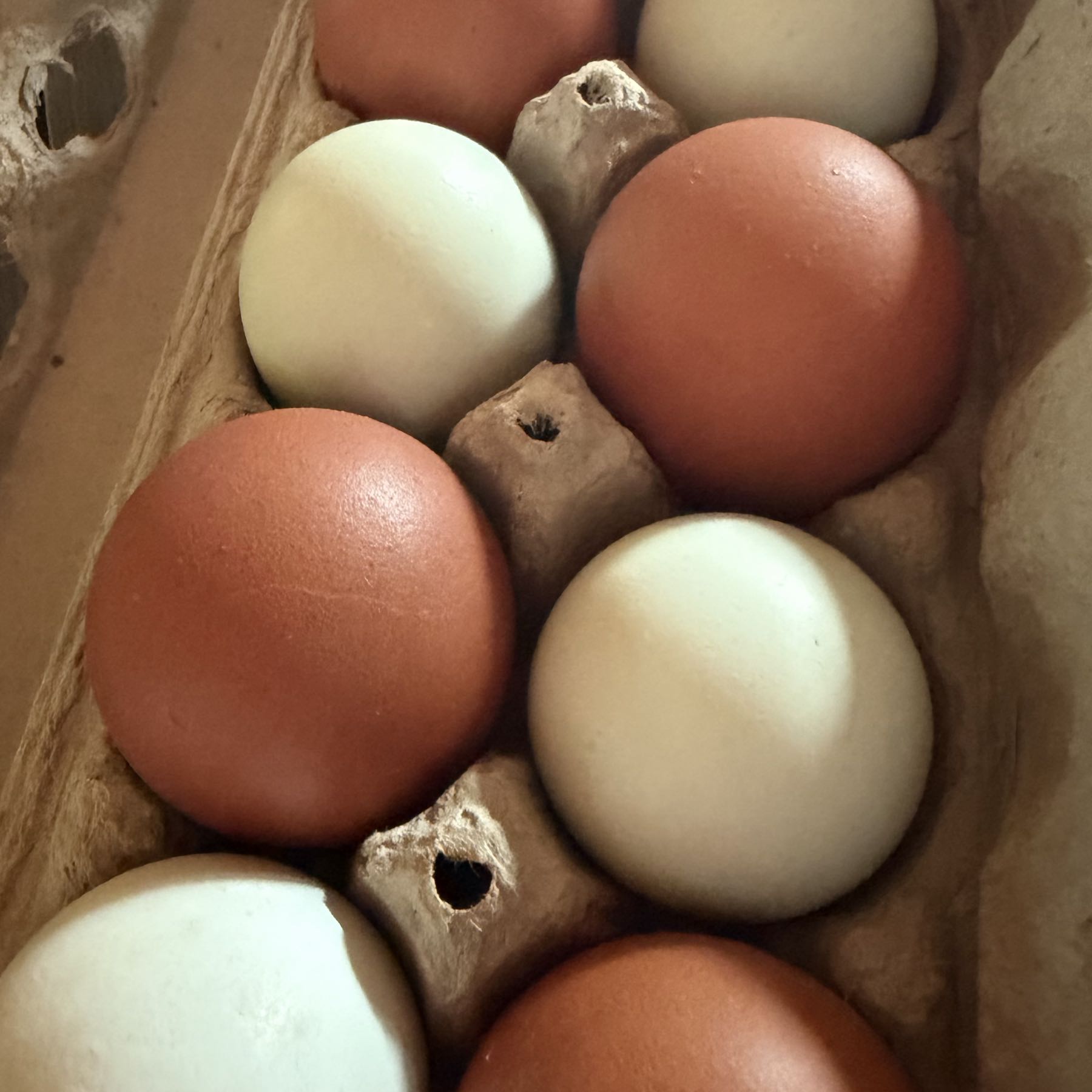 Eggs-farm fresh
