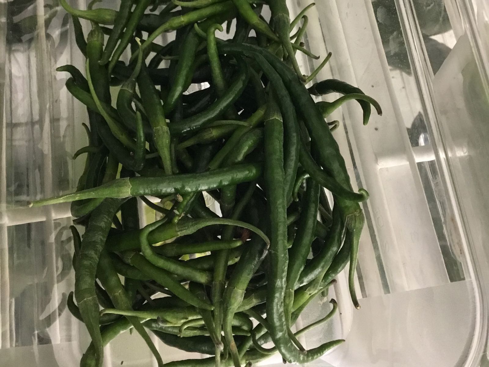 Thumbnail image 1 for Fresh - Pepper, Lavaland