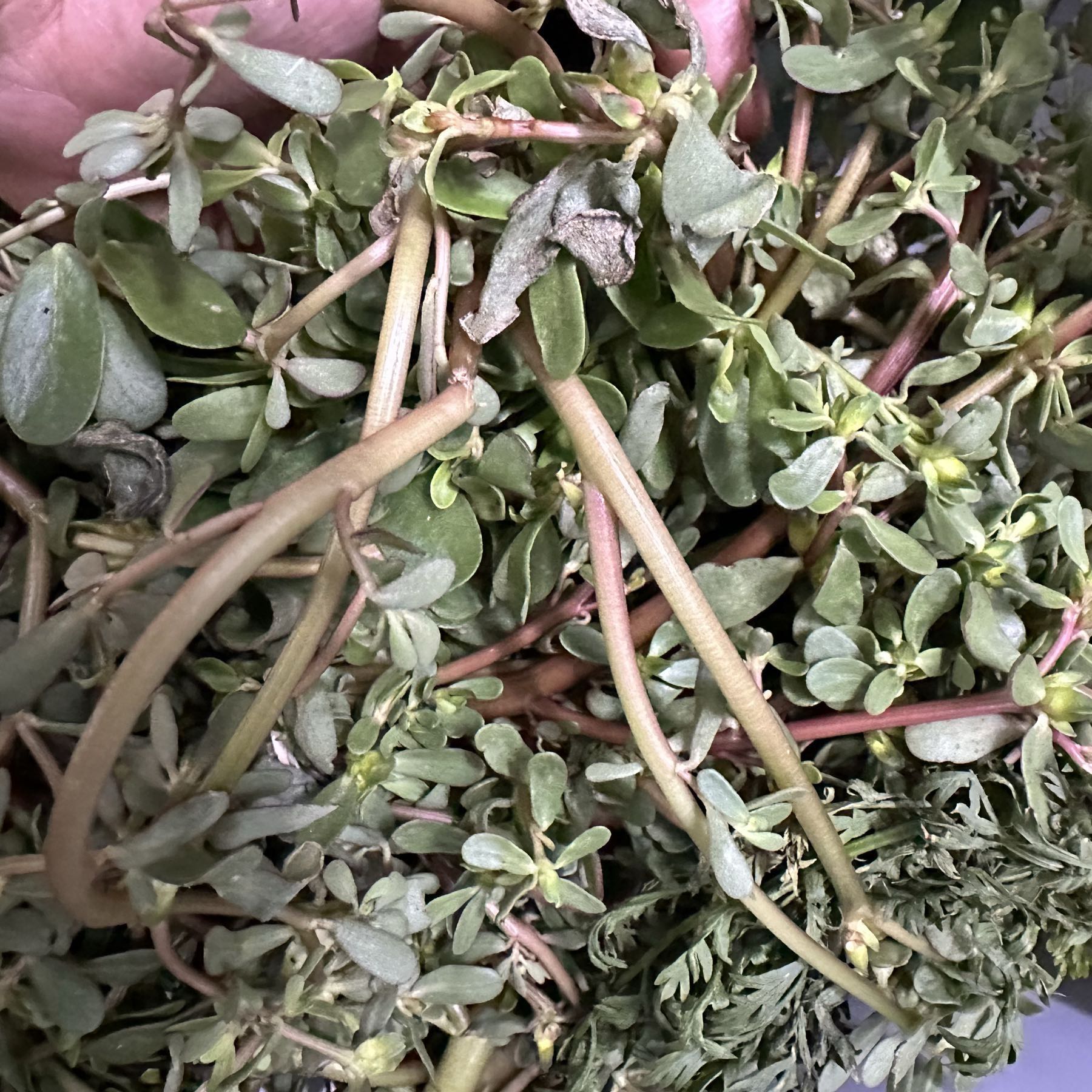 Purslane