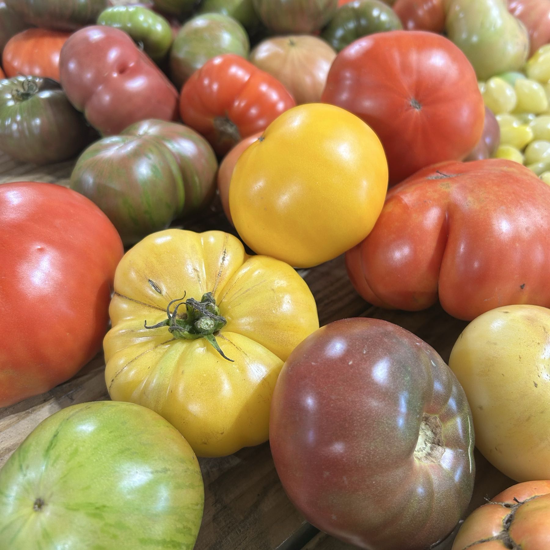 Thumbnail image 1 for Slicer Tomatoes
