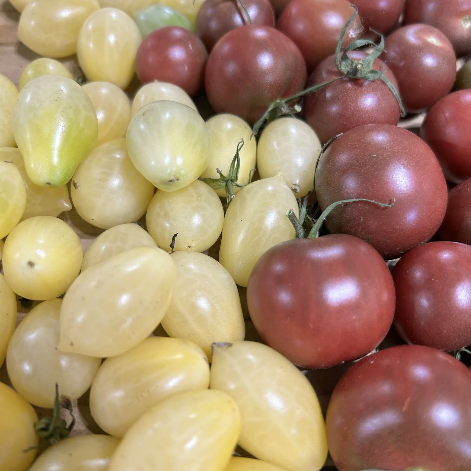 Thumbnail image 1 for Cherry or grape tomatoes