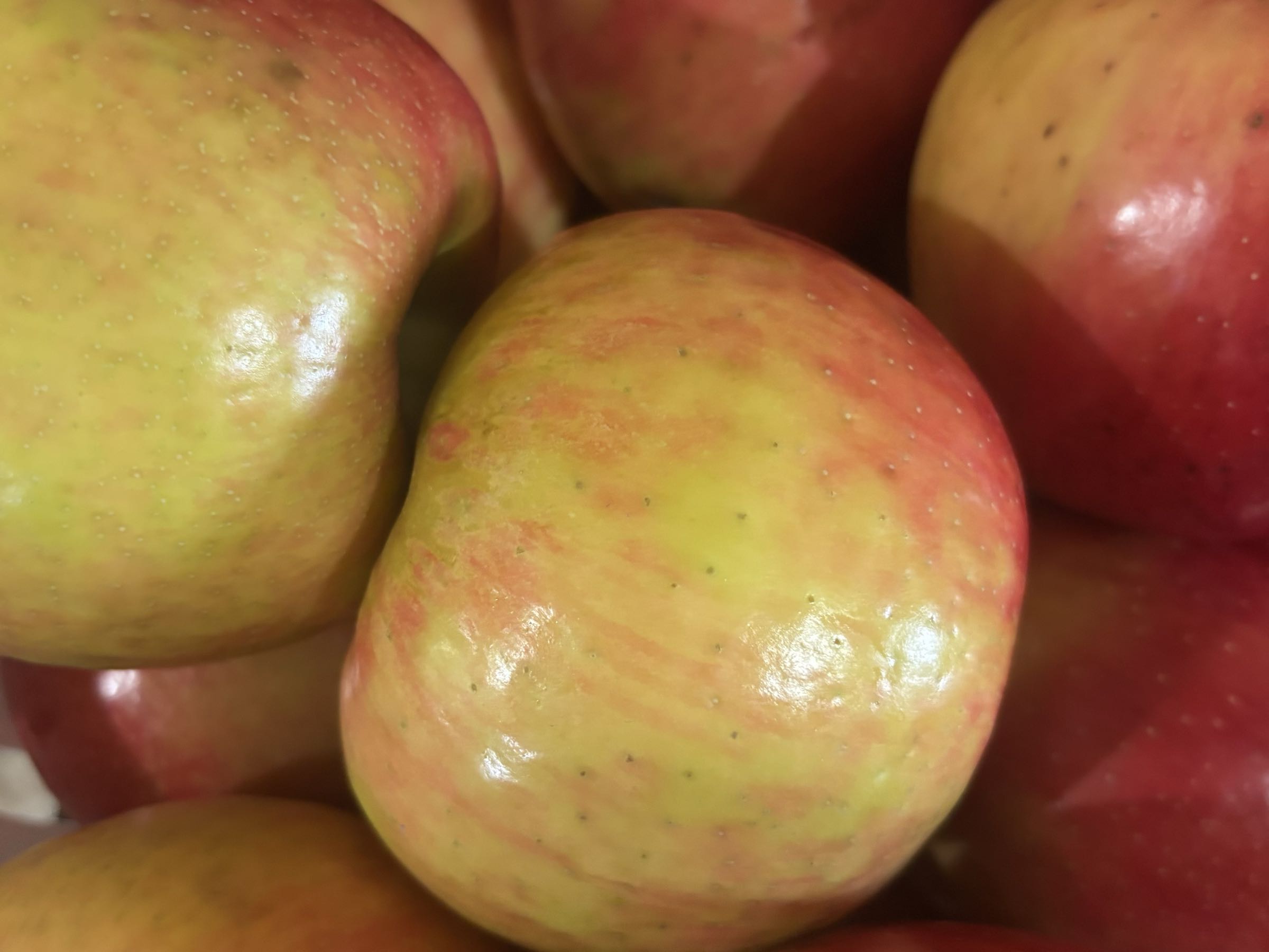 Thumbnail image 1 for Honey Crisp Apples