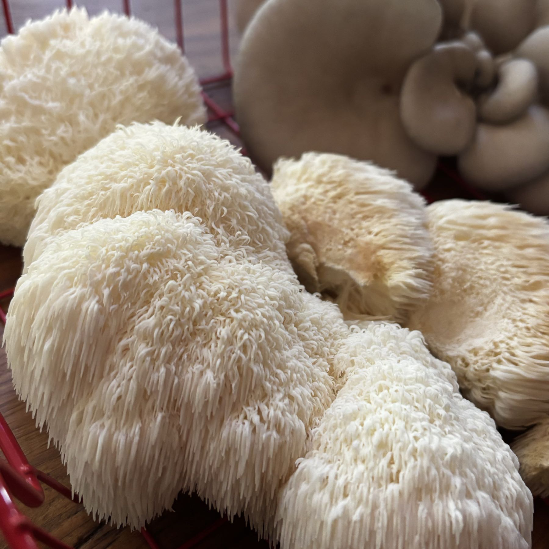 Thumbnail image 1 for Lions Mane Mushrooms