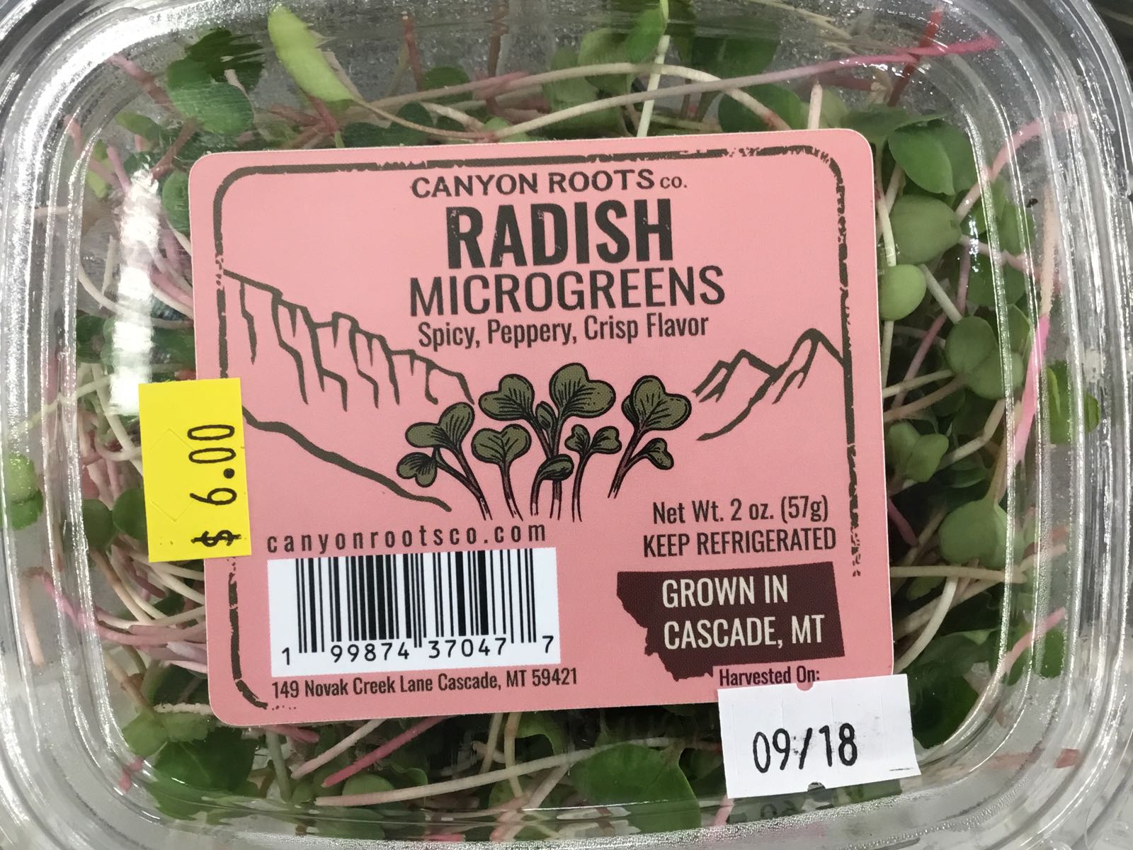 Thumbnail image 1 for CRC - Radish (Pink-Stemmed) Microgreens - 2 oz.
