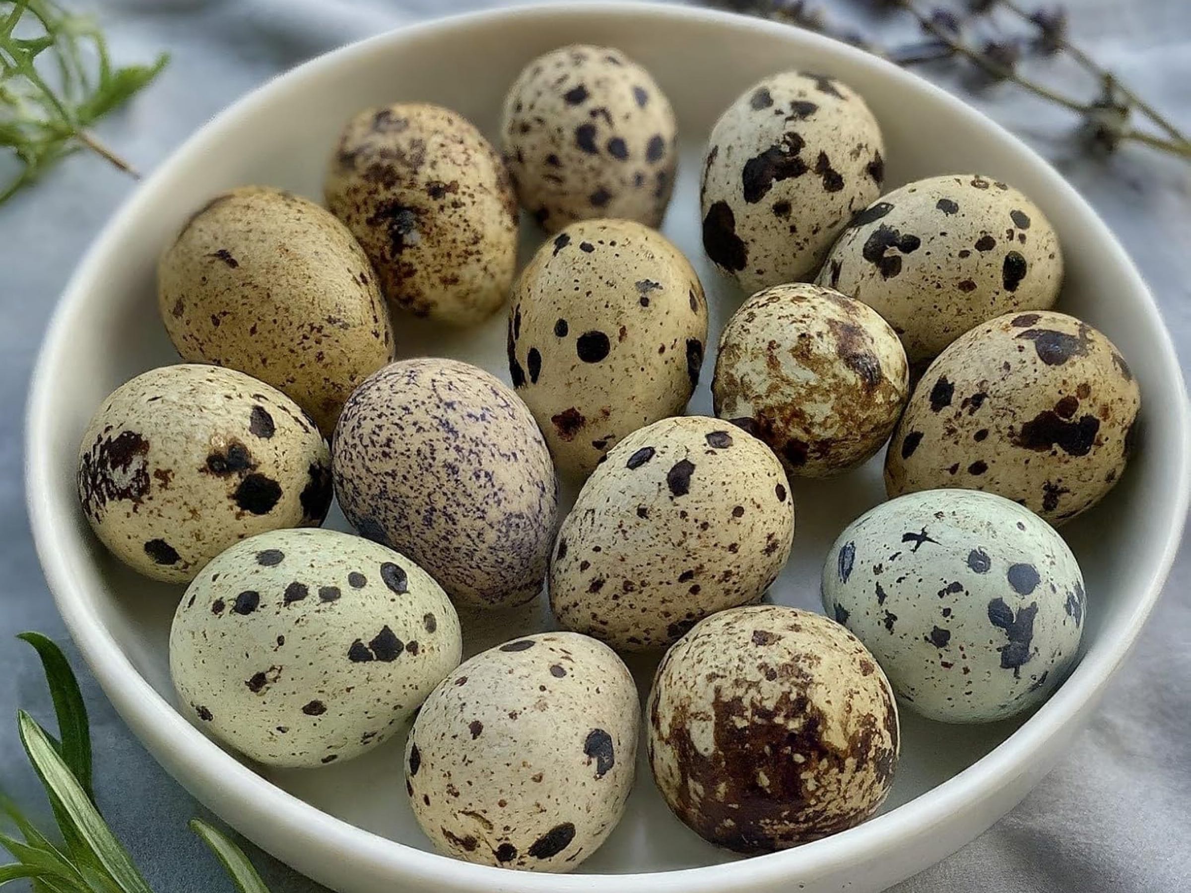 Thumbnail image 1 for Quail Eggs