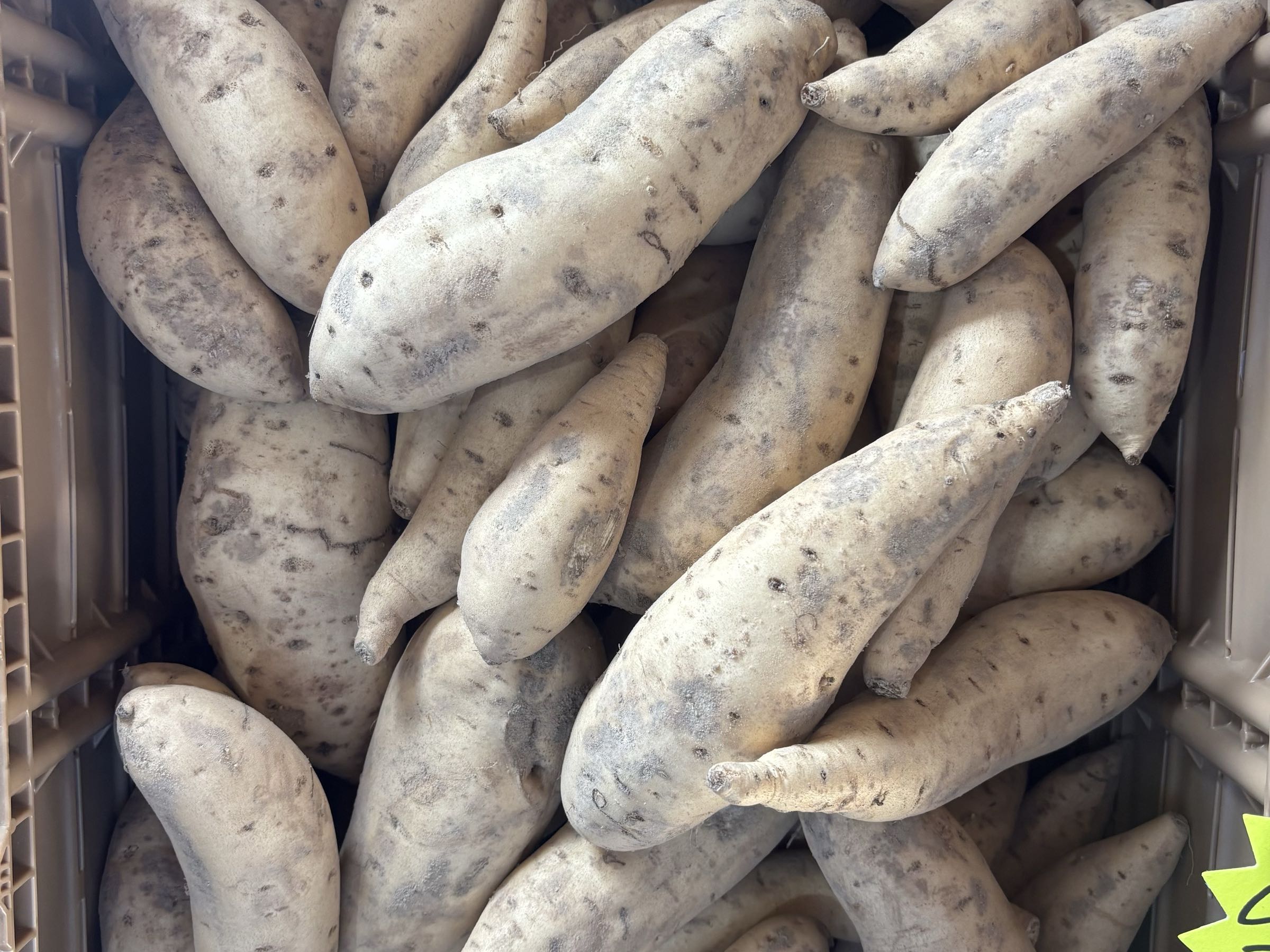 Thumbnail image 1 for White Sweet Potatoes