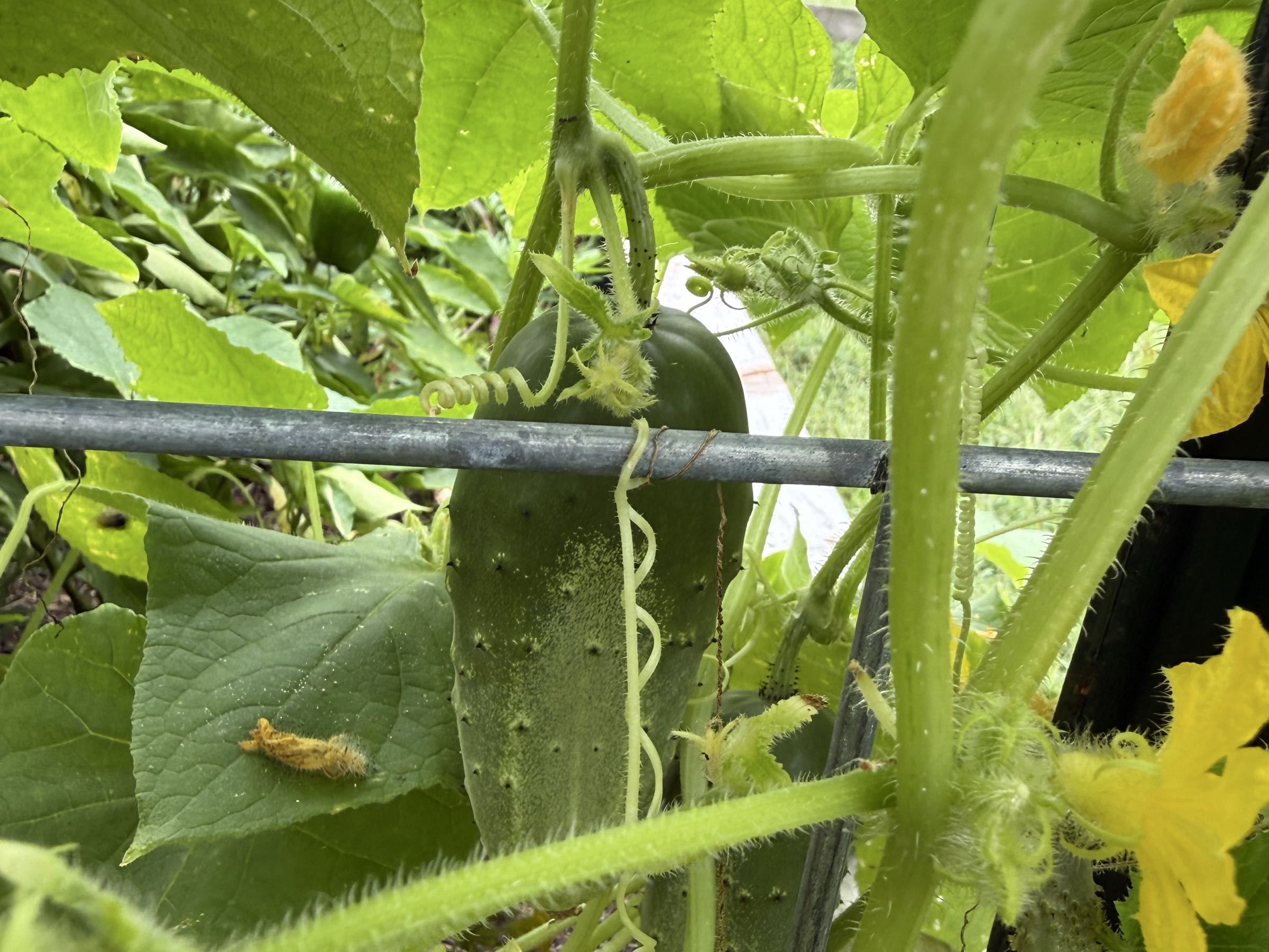 Thumbnail image 1 for Cucumbers