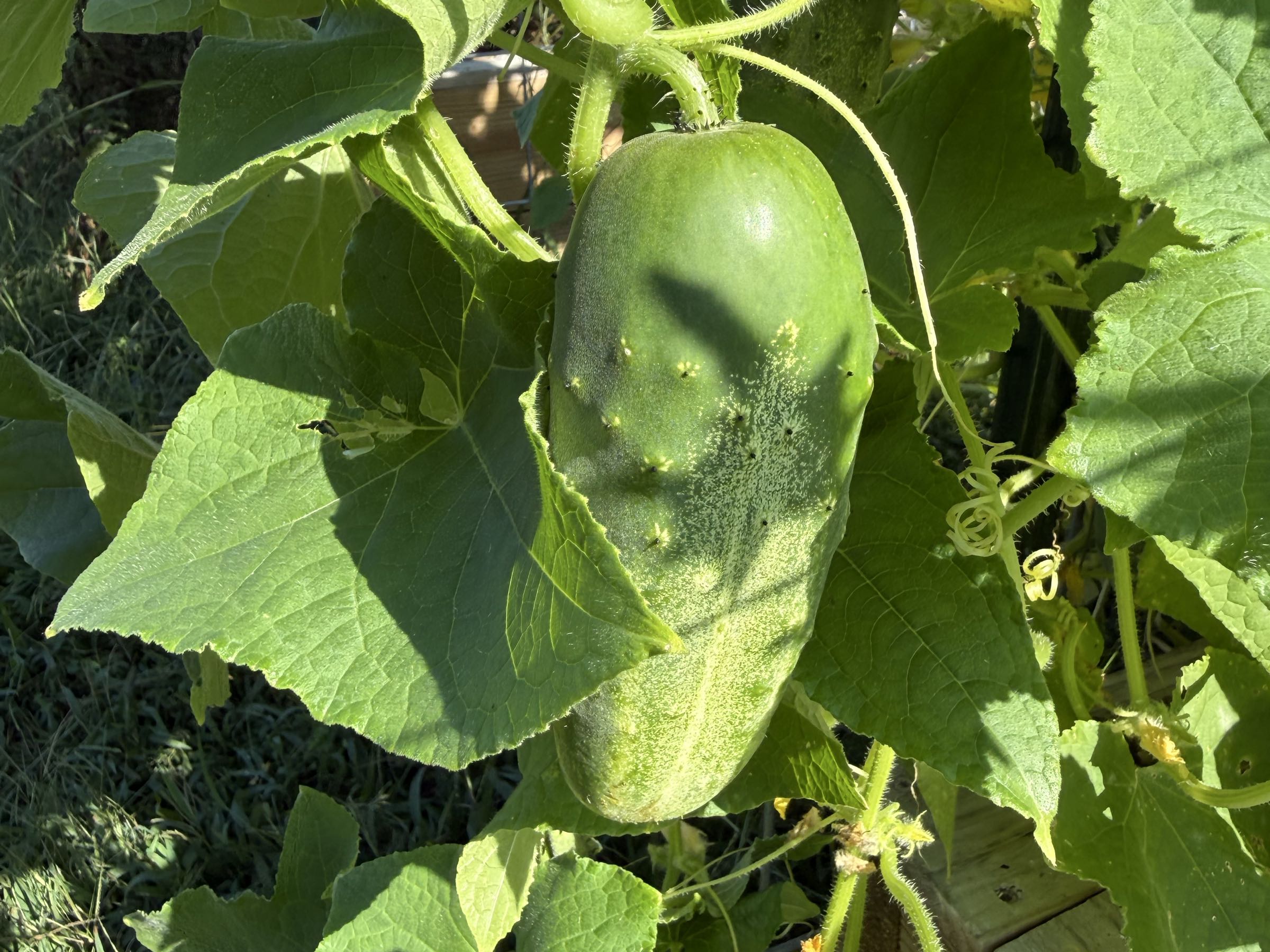 Thumbnail image 3 for Cucumbers