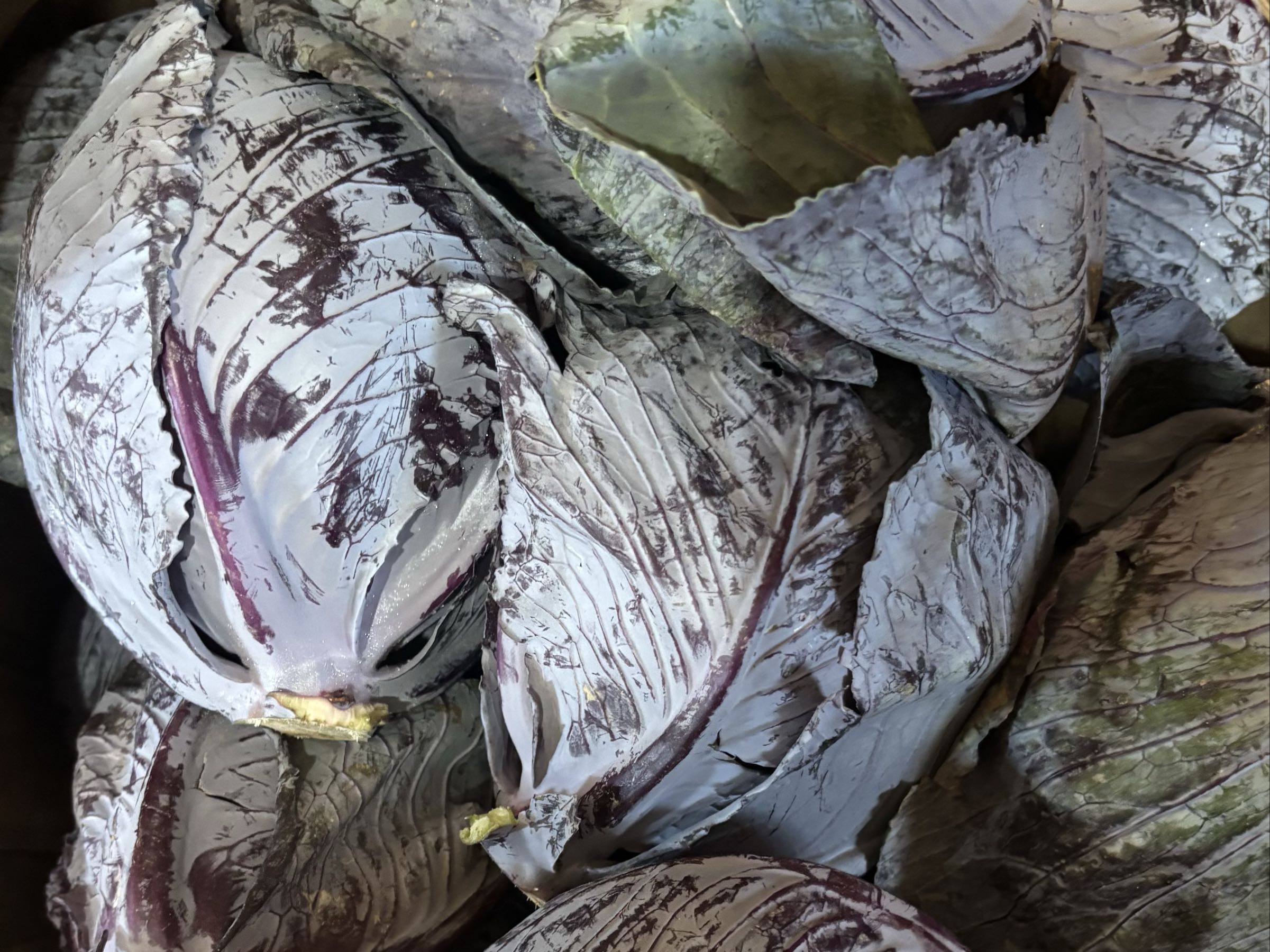 Thumbnail image 1 for Red Cabbage
